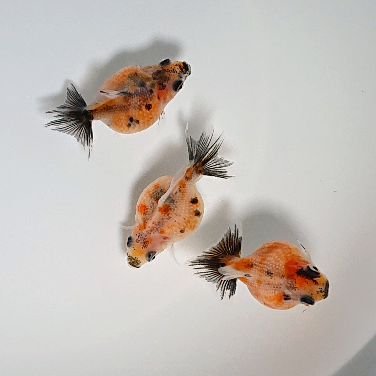 【現物】キャリコピンポンパール (指宿産) 3匹 【送料別】 3196