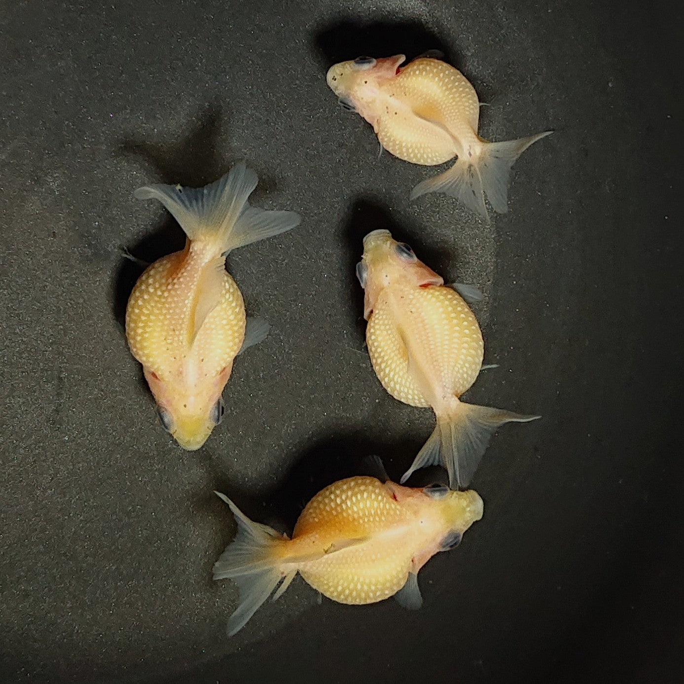 【現物】ミルクピンポンパール(指宿産) 4匹 【送料別】 3198