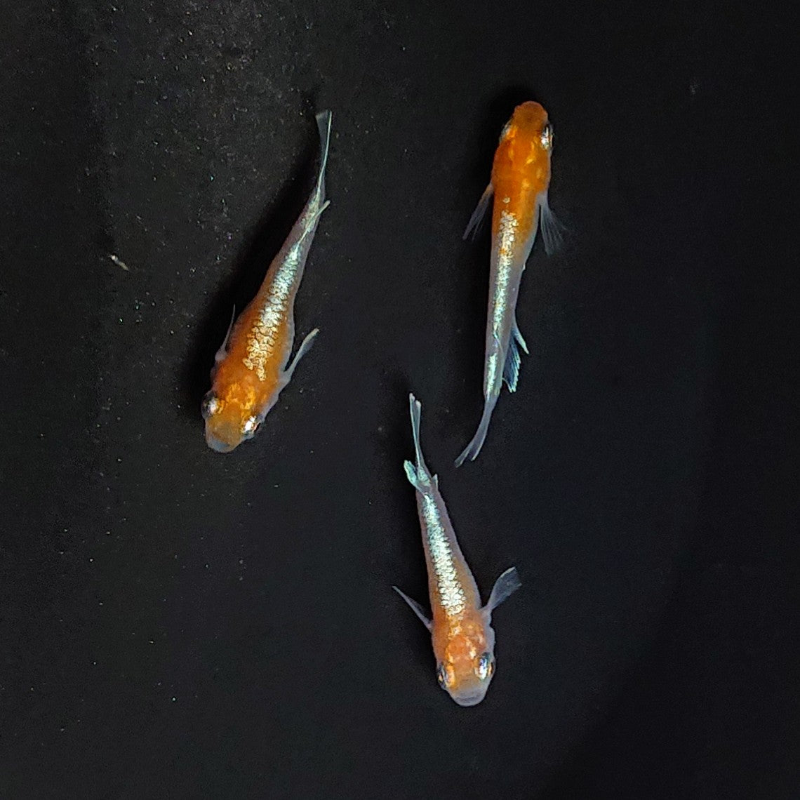 【現物】【だるま作出用】豆紅エボリューション メス2匹ショートボディ 3匹 オス1メス2 3240