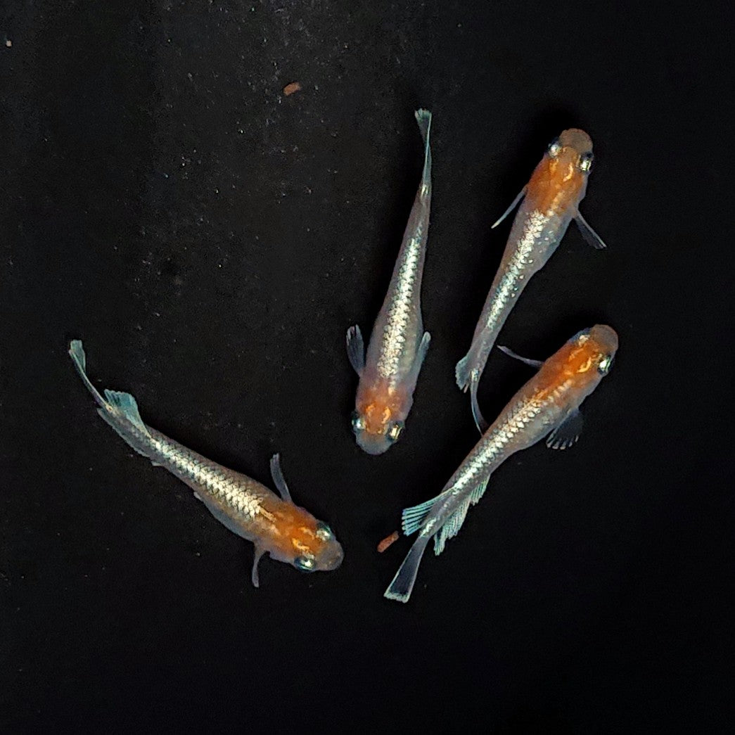 【現物】【上物】レッドクリフ紅白 丹頂 2ペア 3237