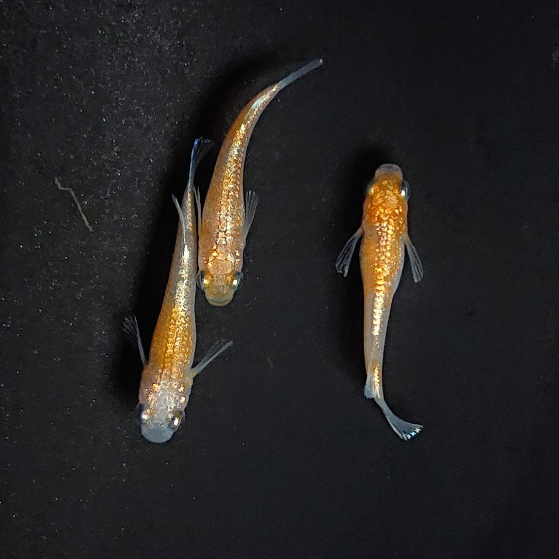【現物】【NEW】【上物】紅白ヘイキ 3匹 オス2メス1 3236