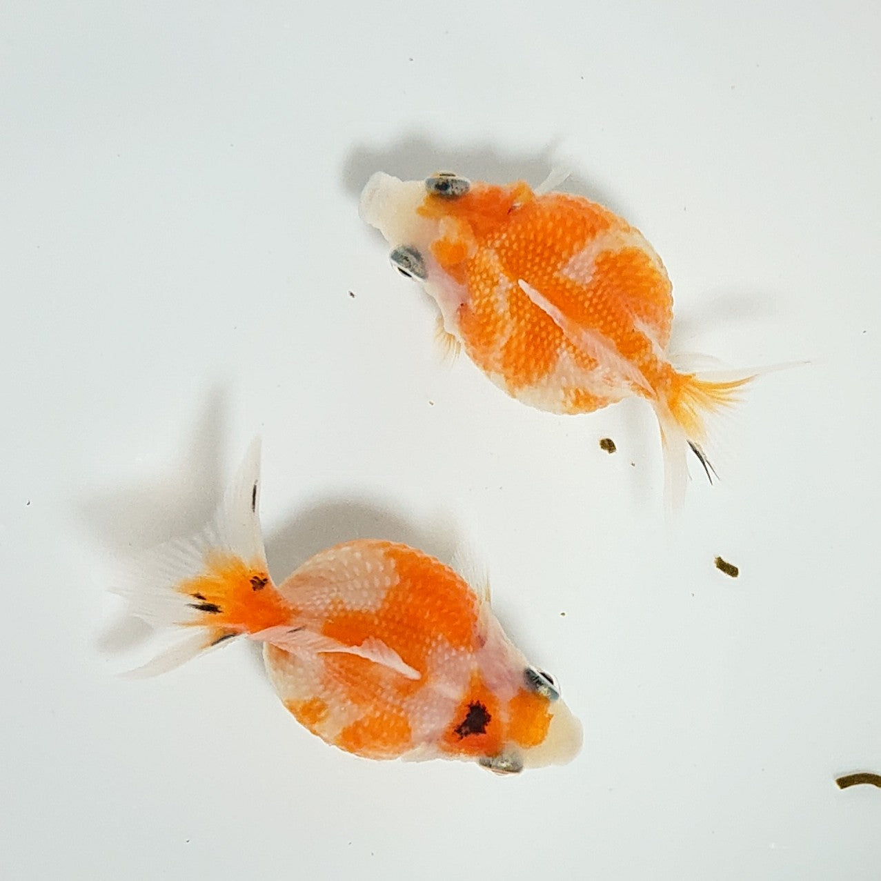 【現物】桜ピンポンパール (指宿産) 2匹 【送料別】 3251