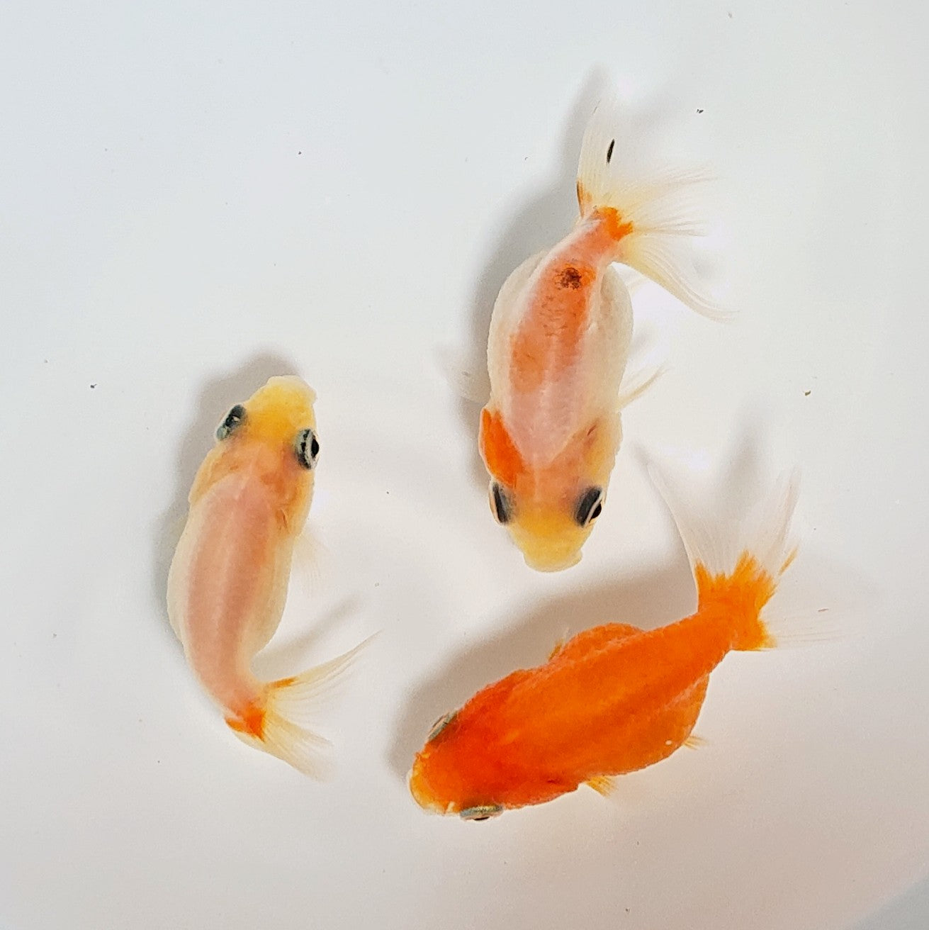 【現物】桜錦 (指宿産) 3匹 【送料別】 3250