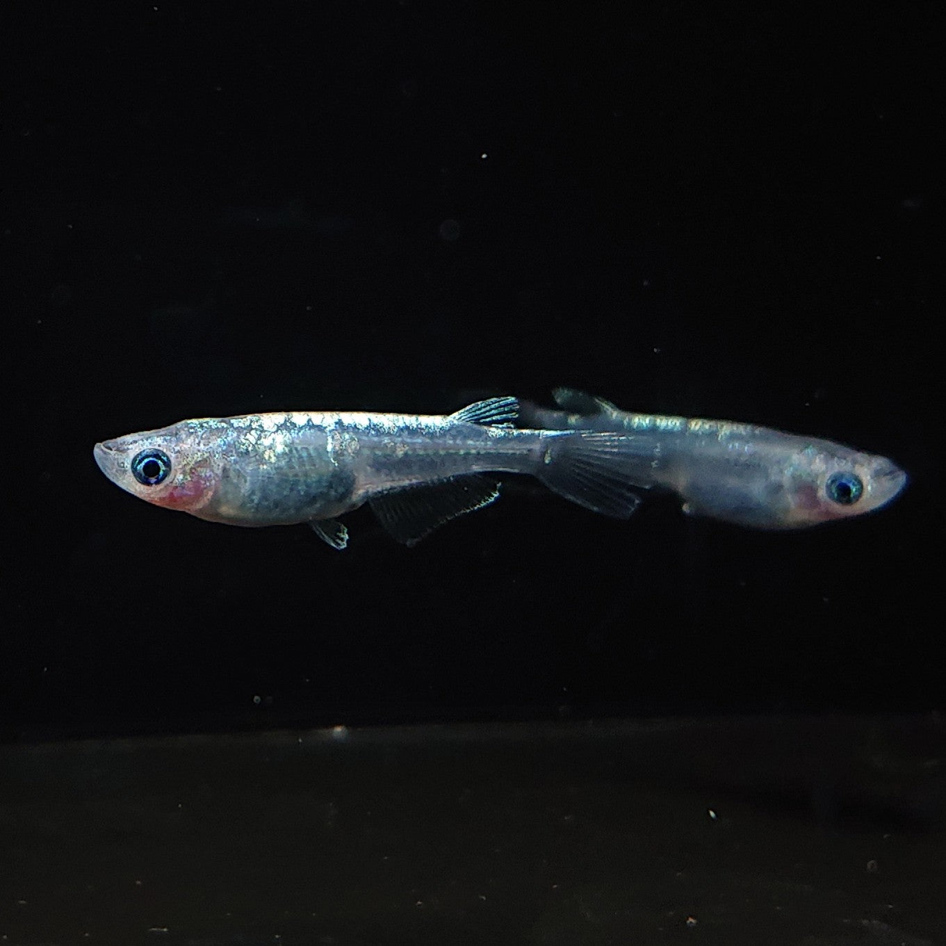 【現物】【NEW】カーバンクルブルー(大川系カガミ鱗) 3匹 オス1メス2 Azuma様純血統 F1 3254