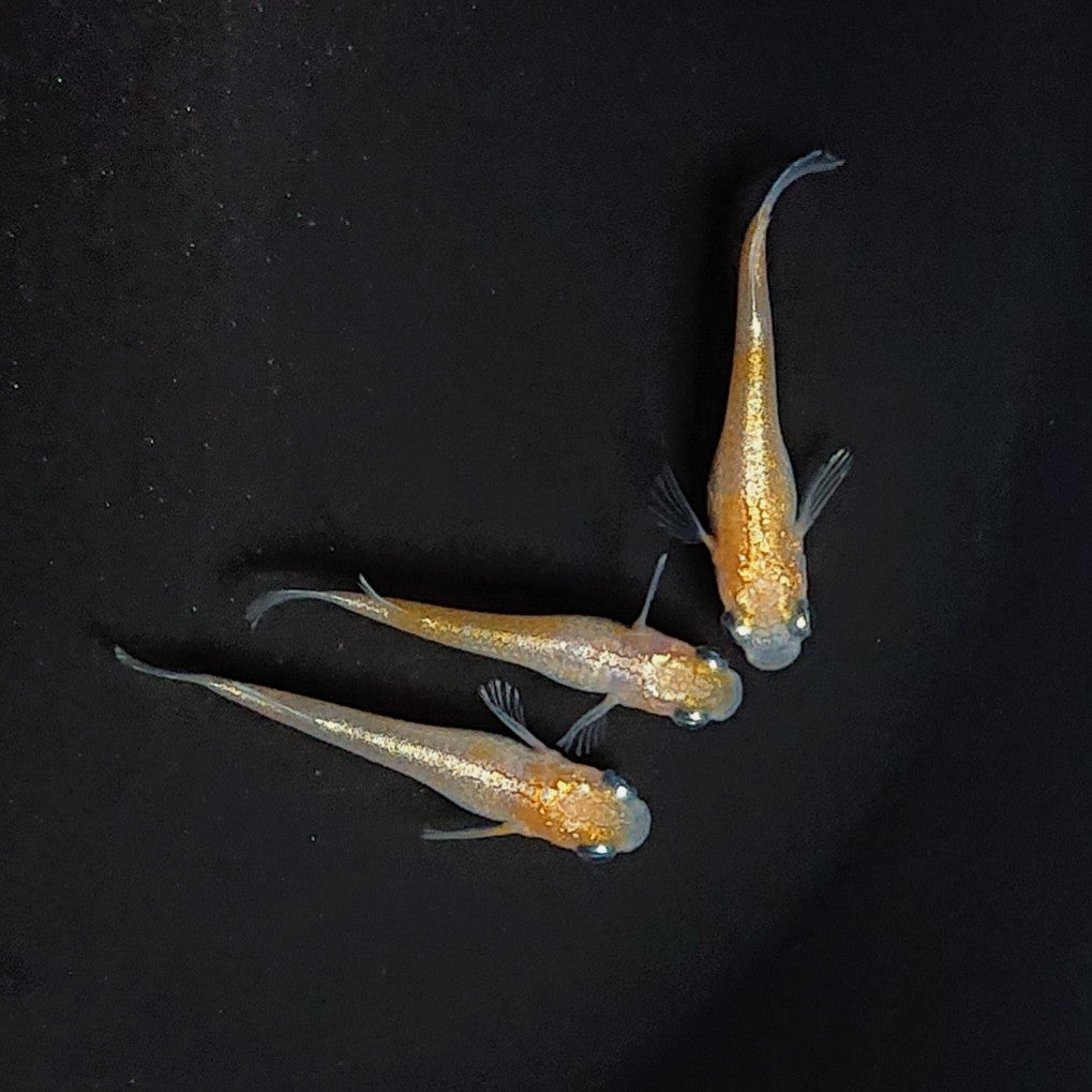 【現物】【上物】紅白ヘイキ 3匹 オス2メス1 3265