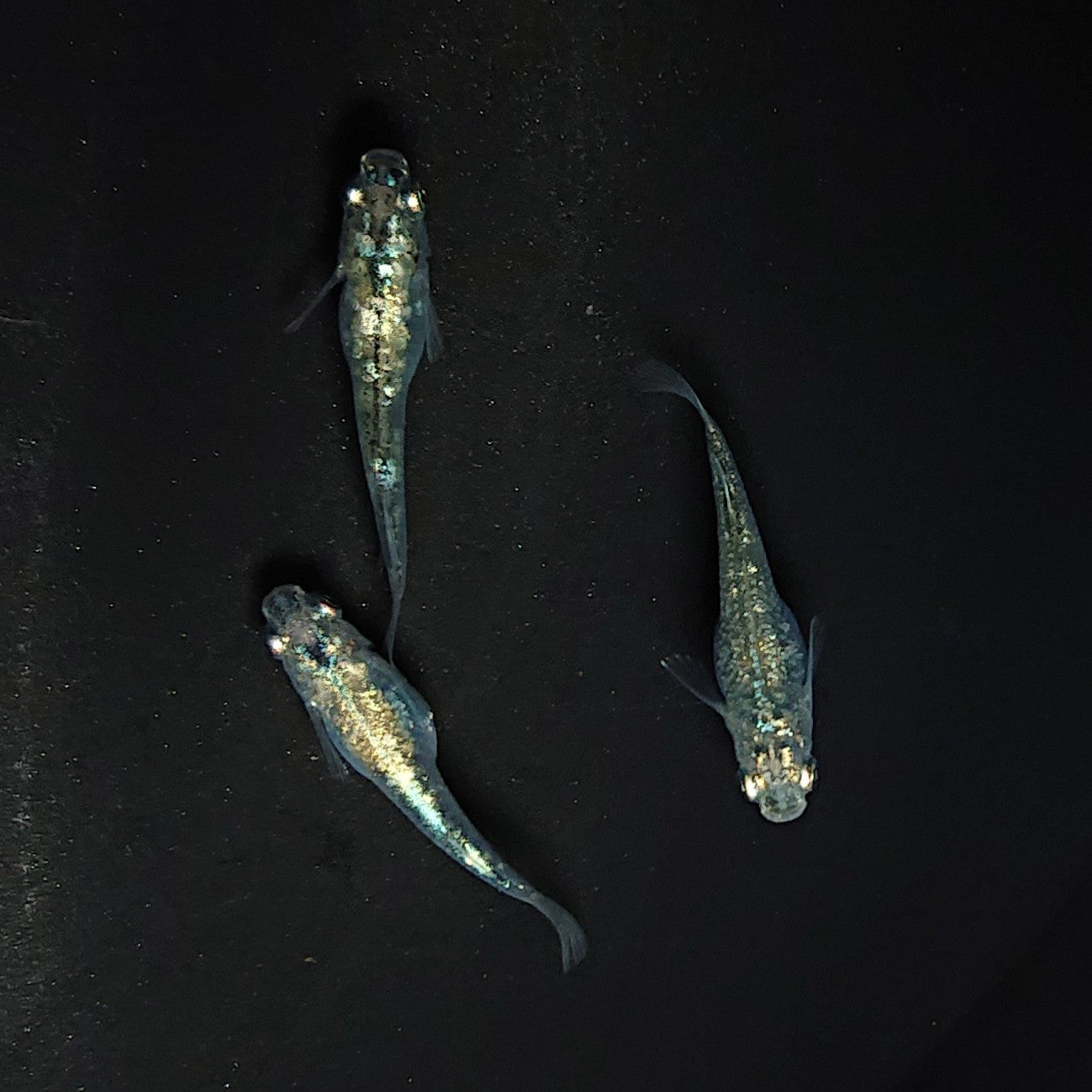 【現物】レックウザ 3匹 オス1メス2 サバンナ様純血統 F1 3271