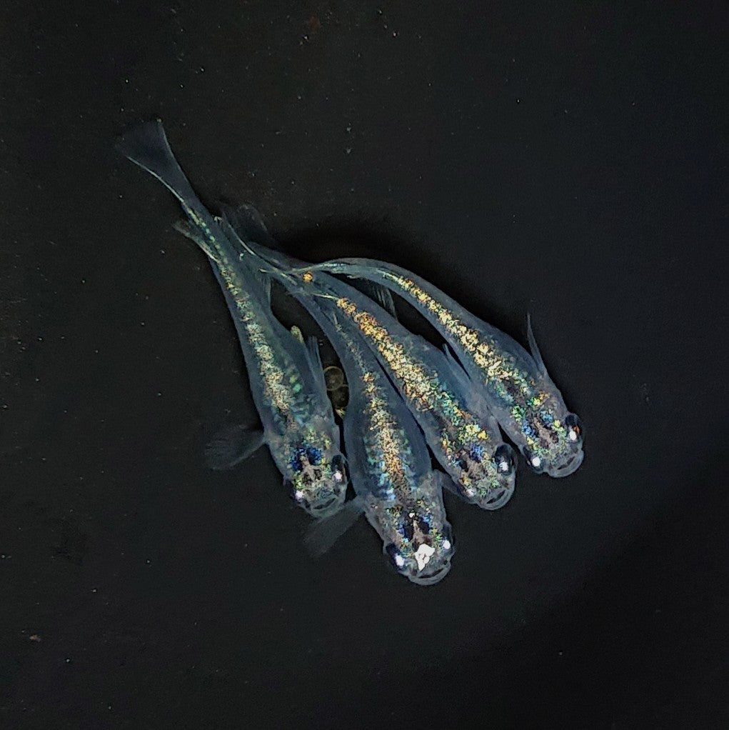 【現物】カーバンクルブルー (大川系カガミ鱗) 4匹 オス1メス3 Azuma様純血統 F1 3318