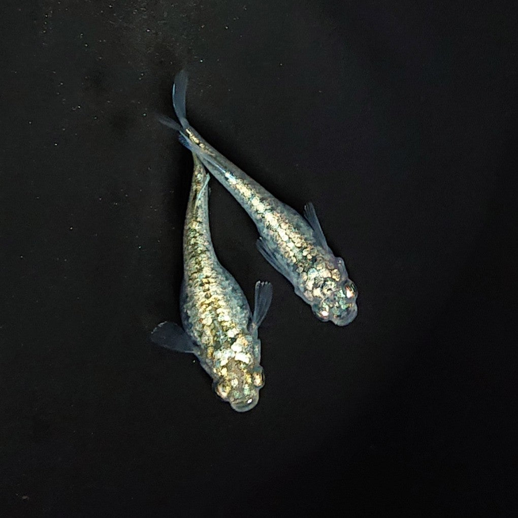 【稚魚】レックウザ(れっくうざ) 指宿(いぶすき)メダカ 稚魚10匹