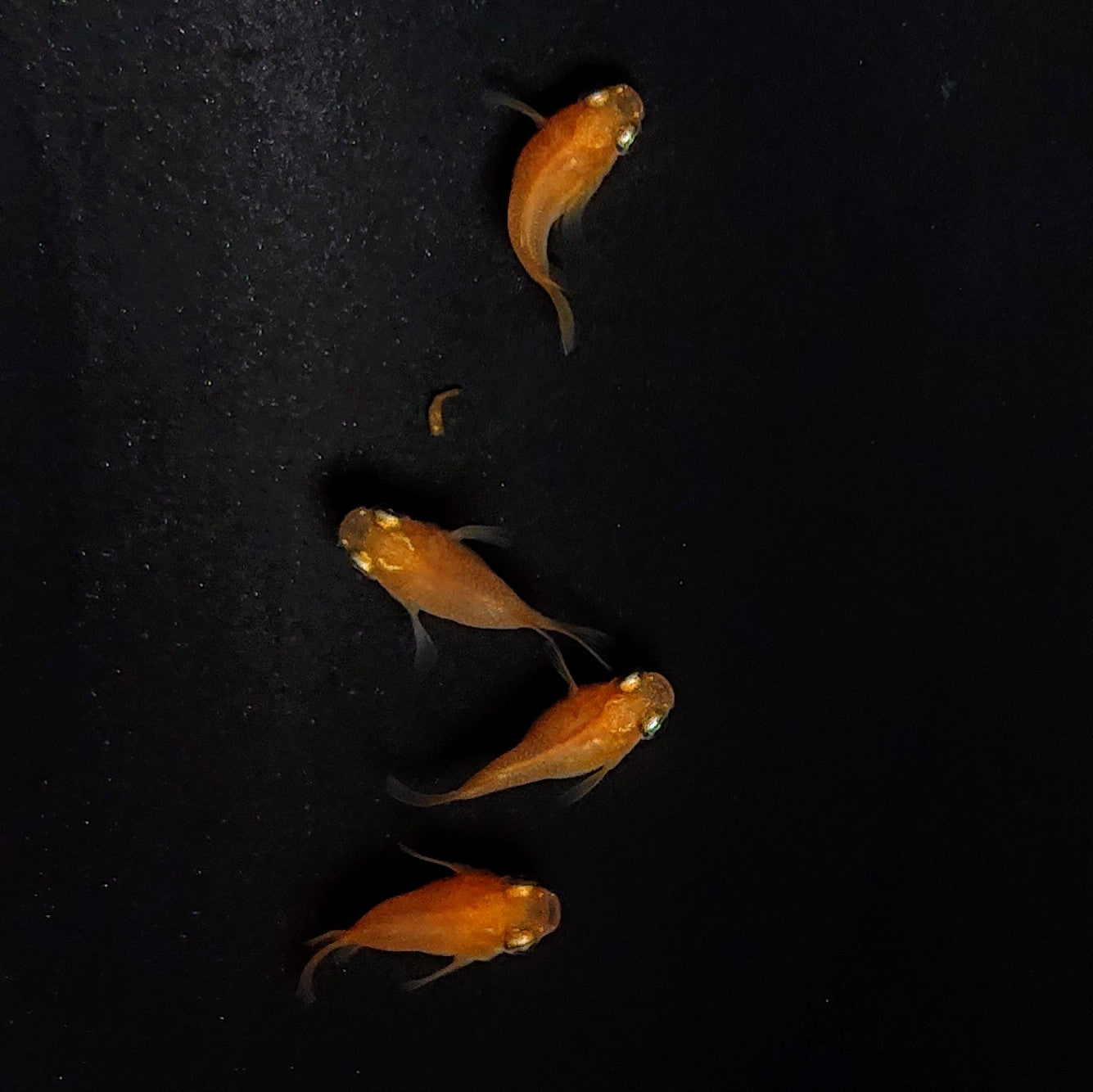 【現物】紅帝本だるま 2ペア 3344