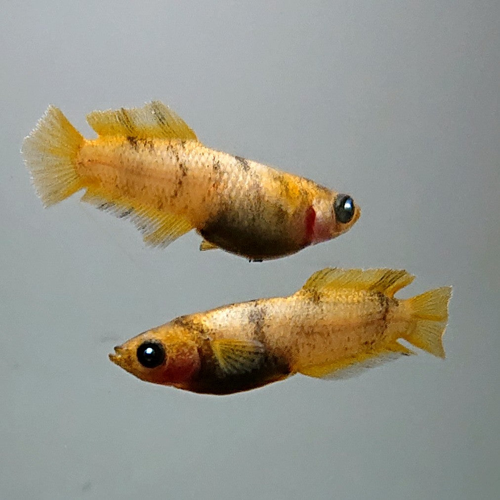 【現物】【NEW】美虎北辻アースアイヒカリ体型 両眼アースアイ 3匹 オス2メス1 3350