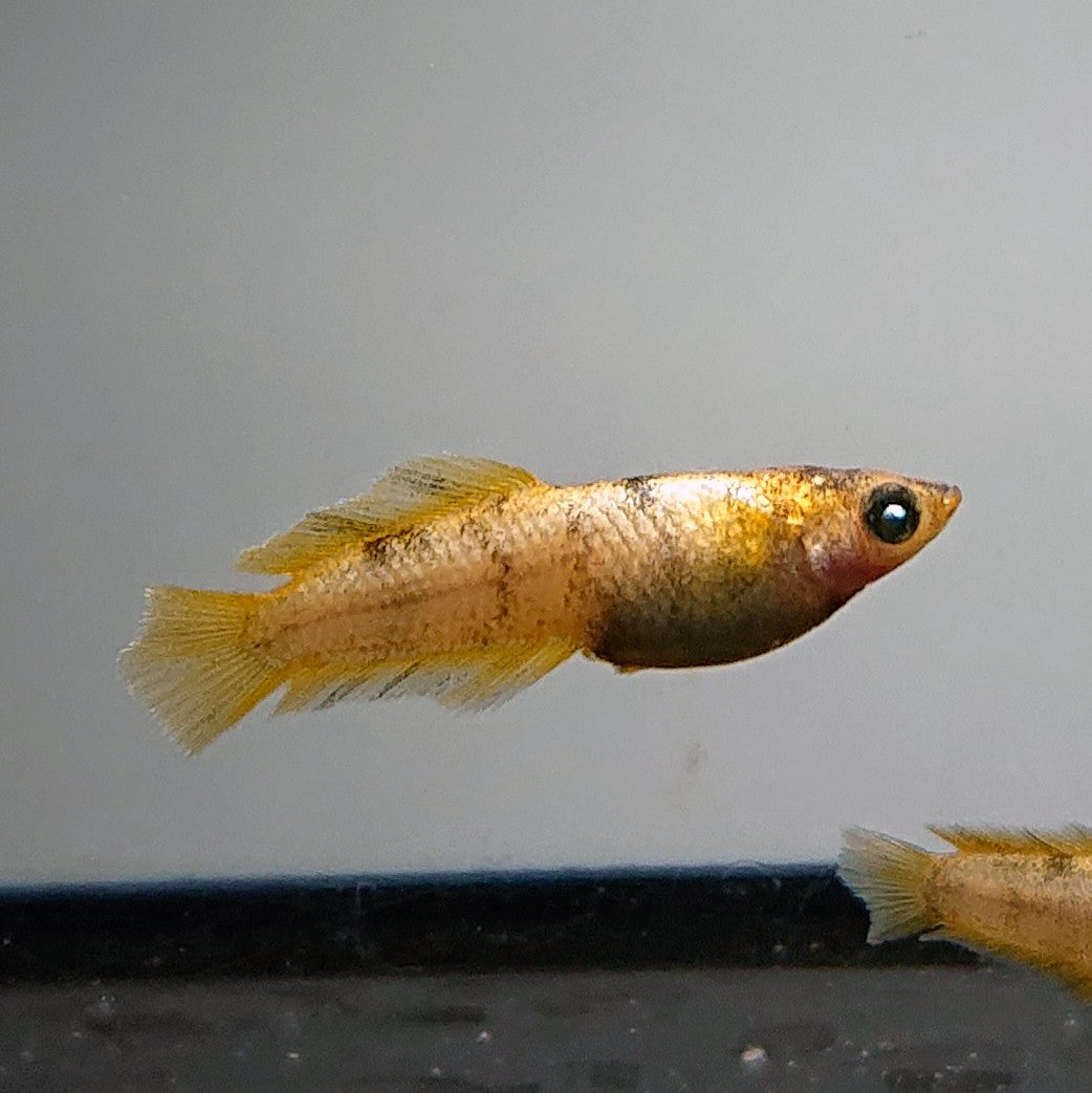 【現物】【NEW】美虎北辻アースアイヒカリ体型 両眼アースアイ 3匹 オス2メス1 3350