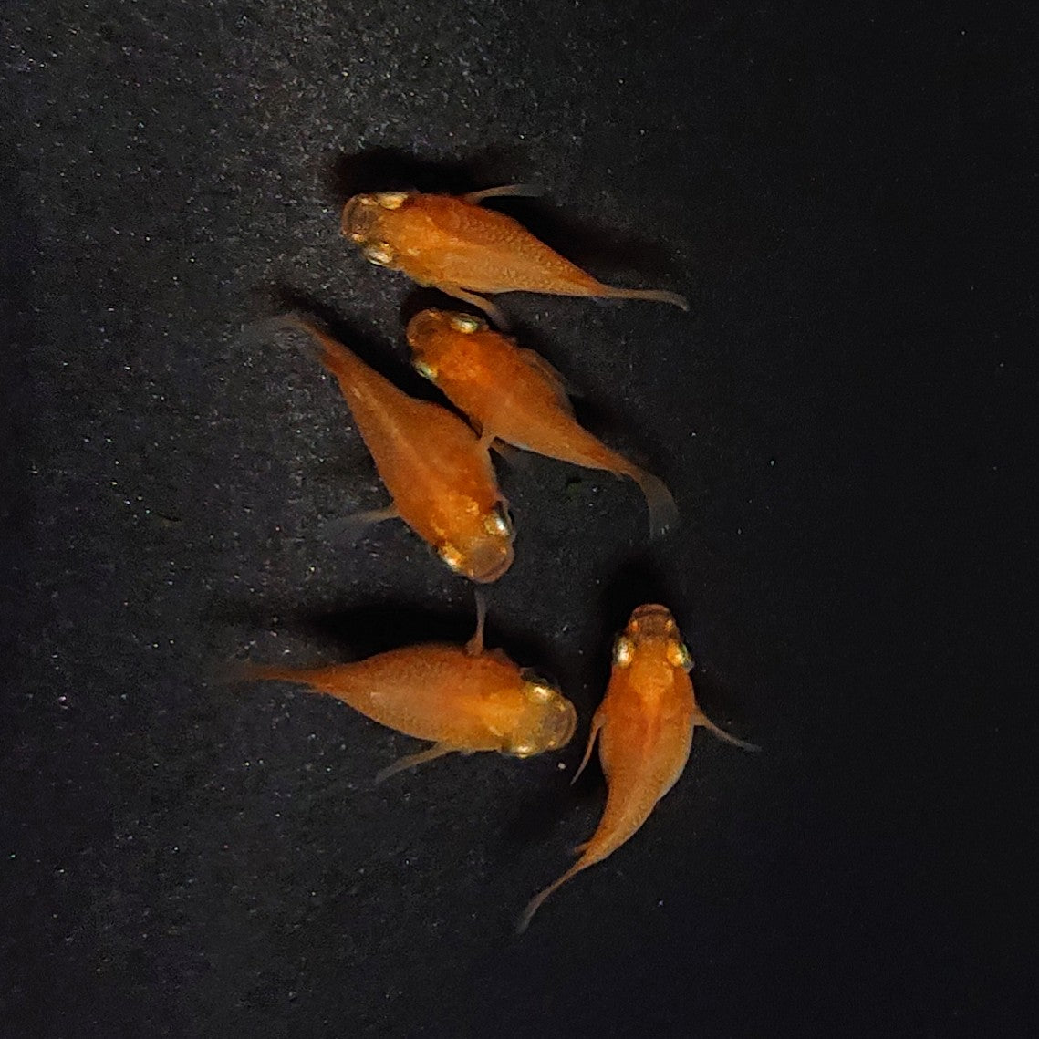 【現物】紅帝本だるま 5匹 オス2メス3 3374