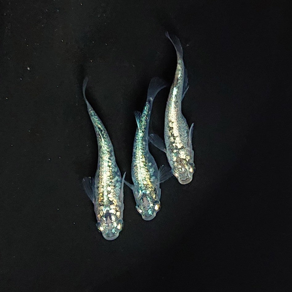 現物イベント限定】レックウザ 稚魚10匹 3677 – いぶき | 指宿メダカと 
