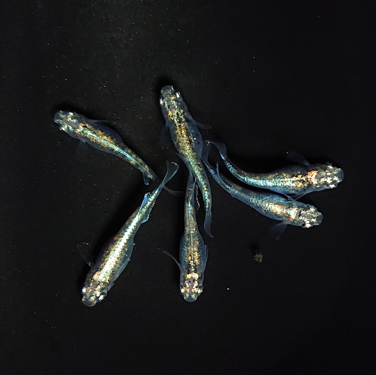 【現物】墨武 6匹 オス2メス4 3421