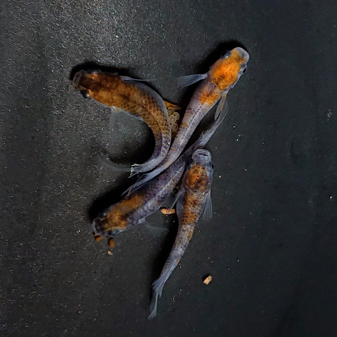 【現物】和墨三色 2ペア 3443