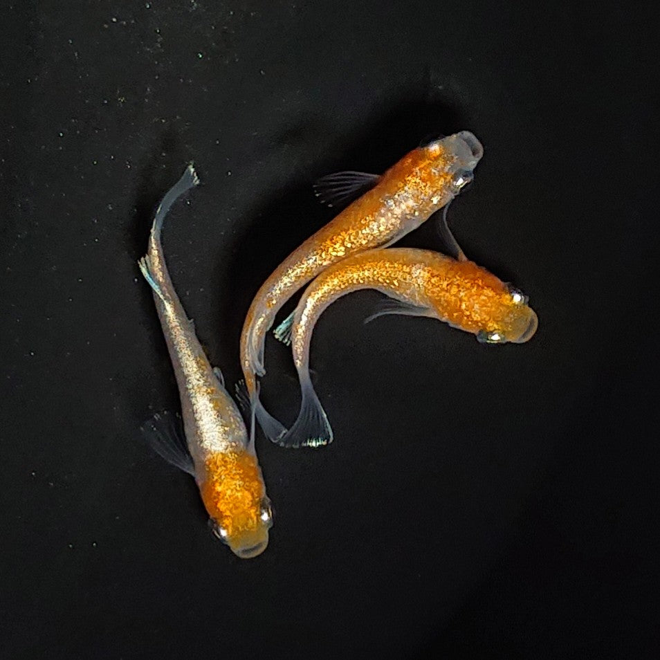 【現物】紅白ヘイキ 極ラメ個体 3匹 オス1メス2 3441