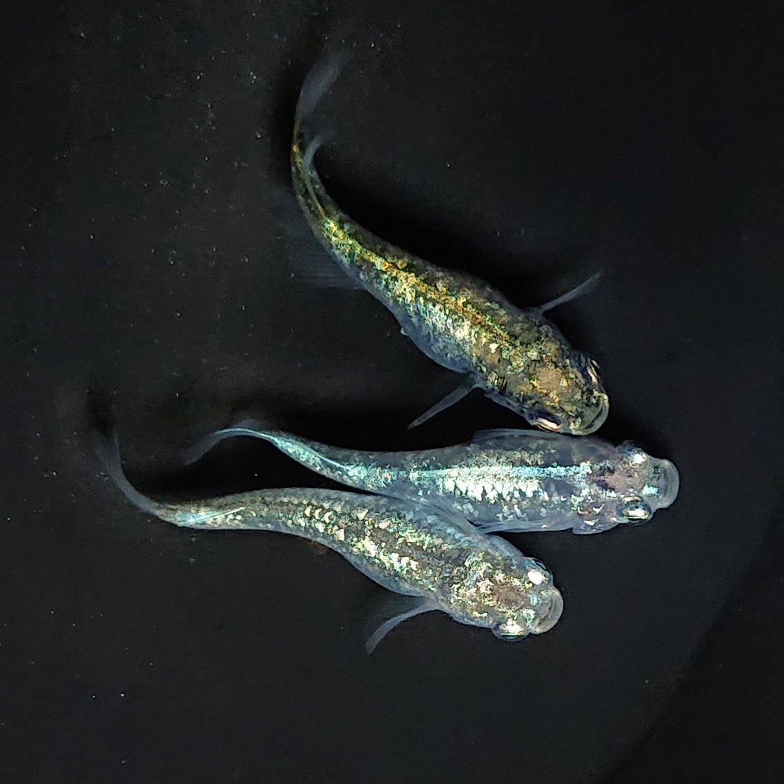 【現物】レックウザ 3匹 オス1メス2 3462