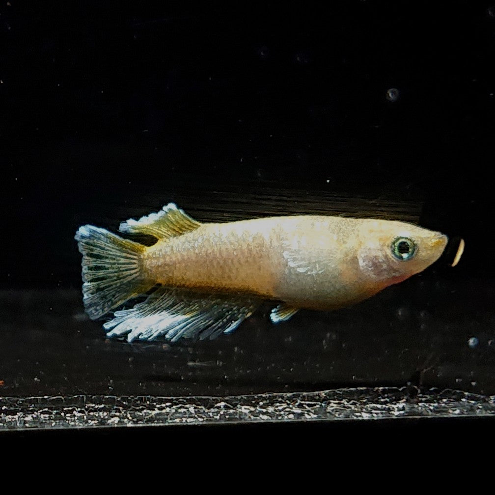 【現物】【NEW】蛇墨武リモーネキッシング亜種 オス5匹 掛合わせ用親魚 3478