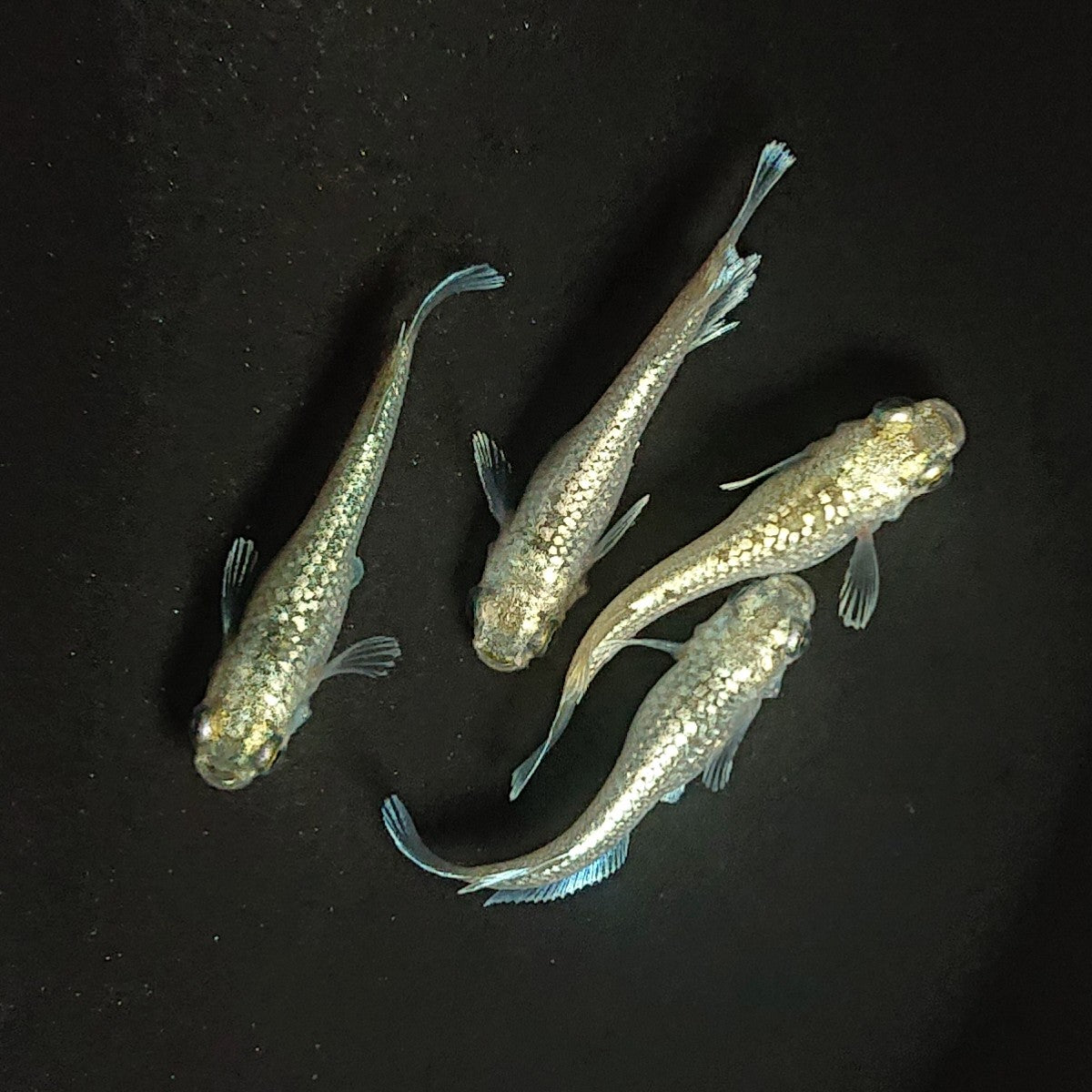 【現物】アハルテケホワイトゴールド 極ラメ個体 2ペア 3485