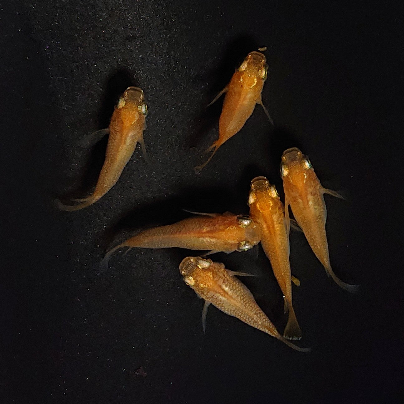 【現物】紅帝だるま 3ペア 3493