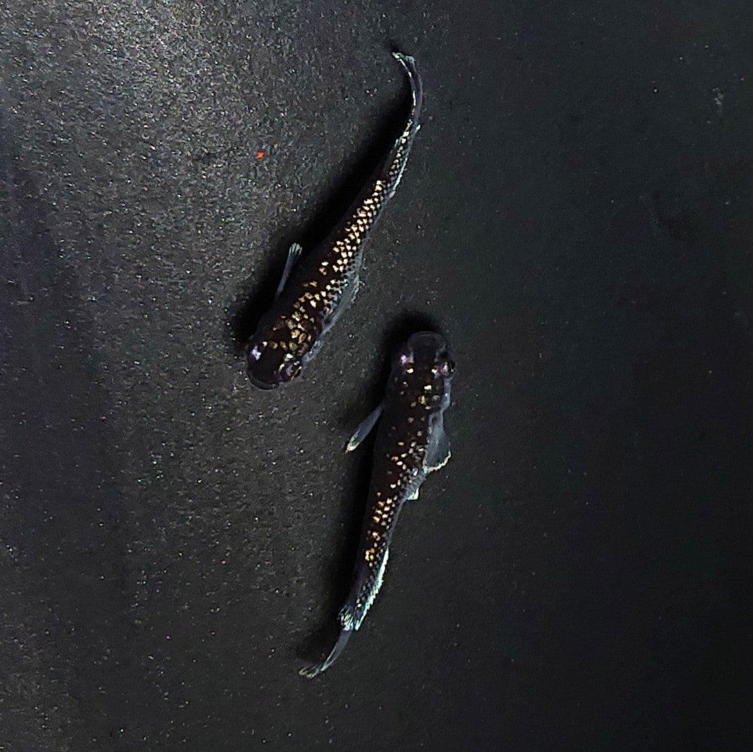 【現物】ミッドナイトフリル ラメtype ペア 3510