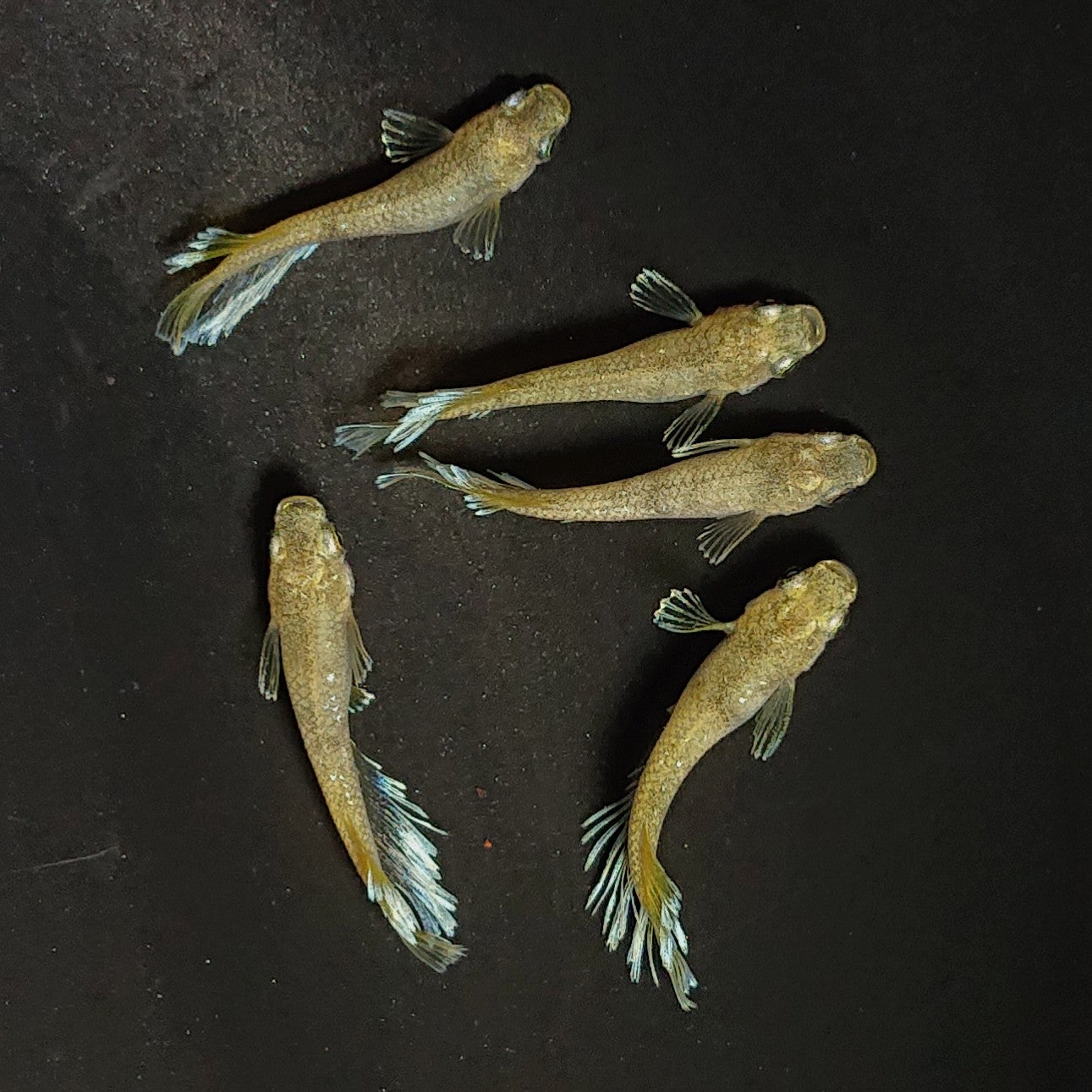 【現物】蛇墨武リモーネキッシング亜種 オス5匹 掛合わせ用親魚 3513
