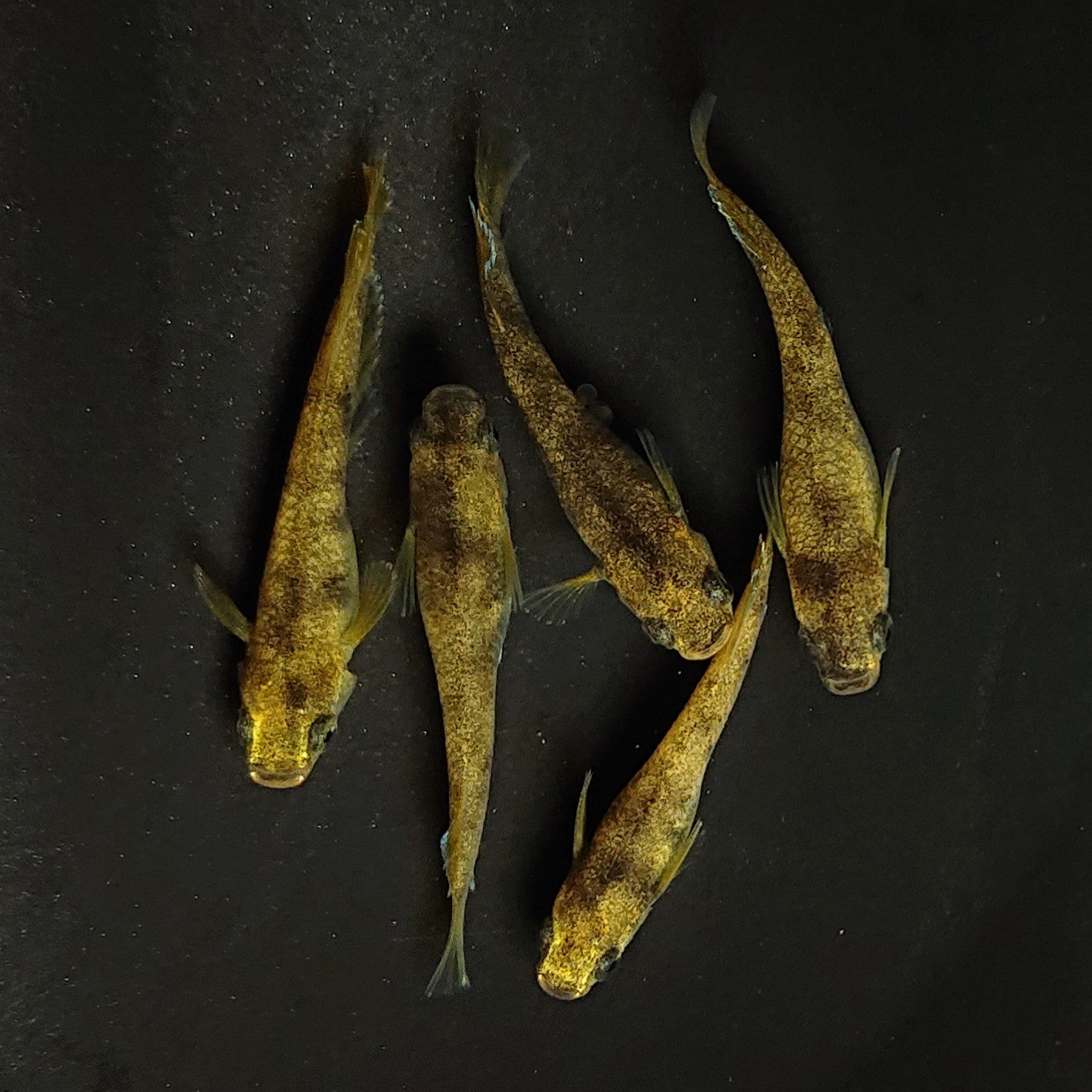 【現物】美虎北辻ヒレロング 5匹 オス2メス3 3536