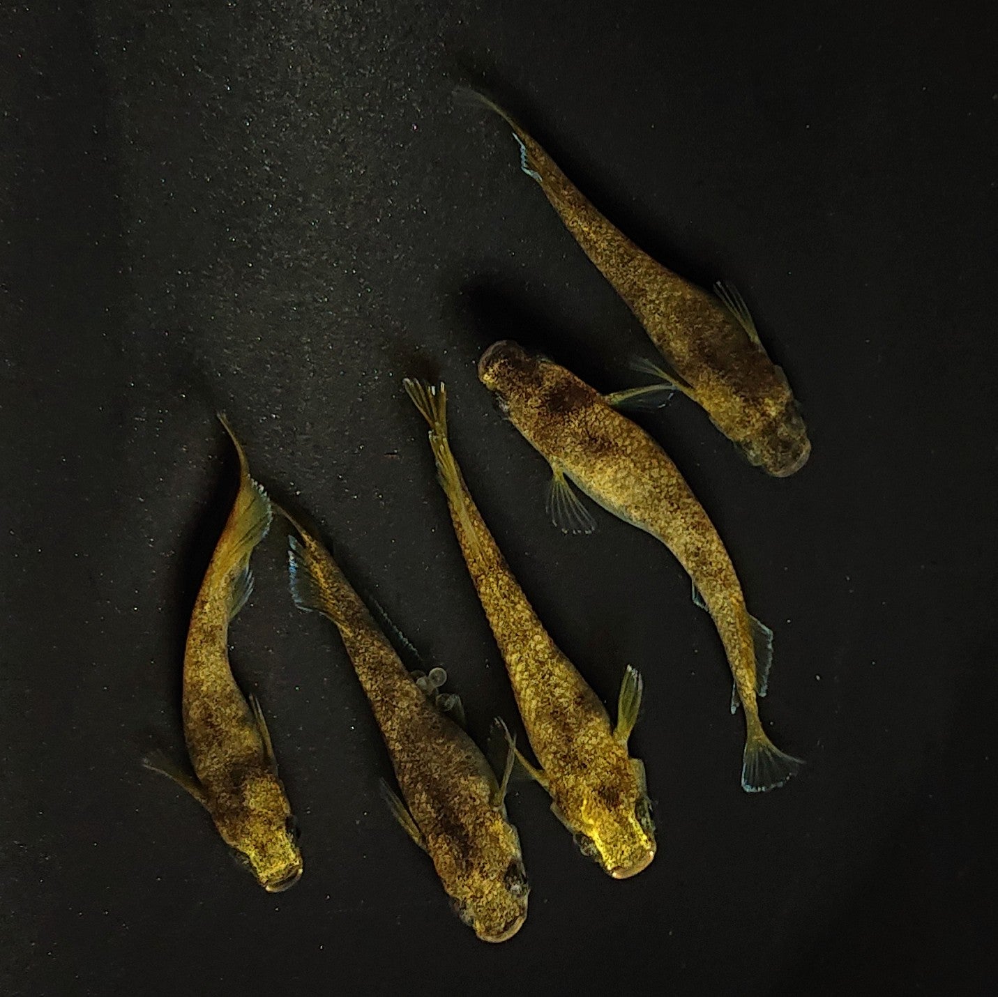 【現物】美虎北辻ヒレロング 5匹 オス2メス3 3536
