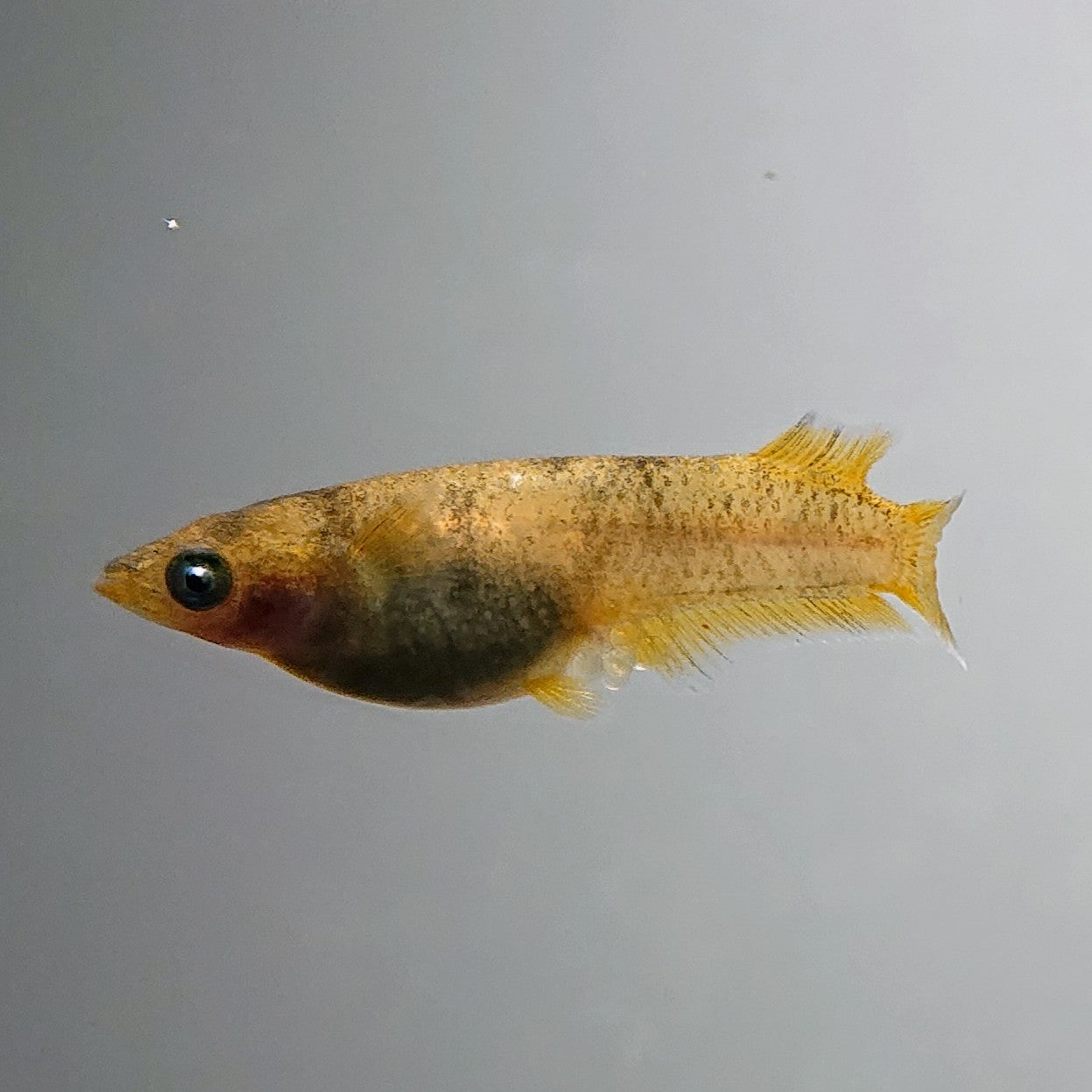 【現物】美虎北辻アースアイ オスヒカリ体型 両眼アースアイ 3匹 オス1メス2 3550