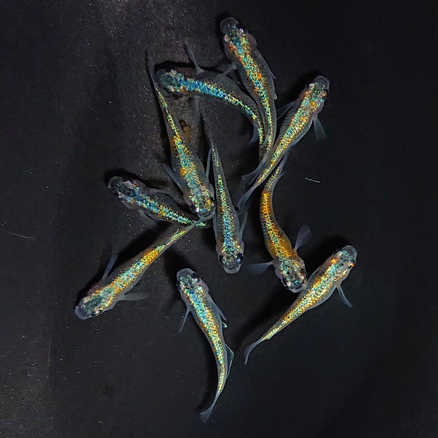 【現物】ユリシスパラディーゾ 10匹 オス4メス6 3561