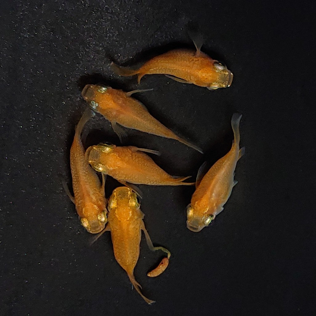 【現物】紅帝だるま 3ペア 3578