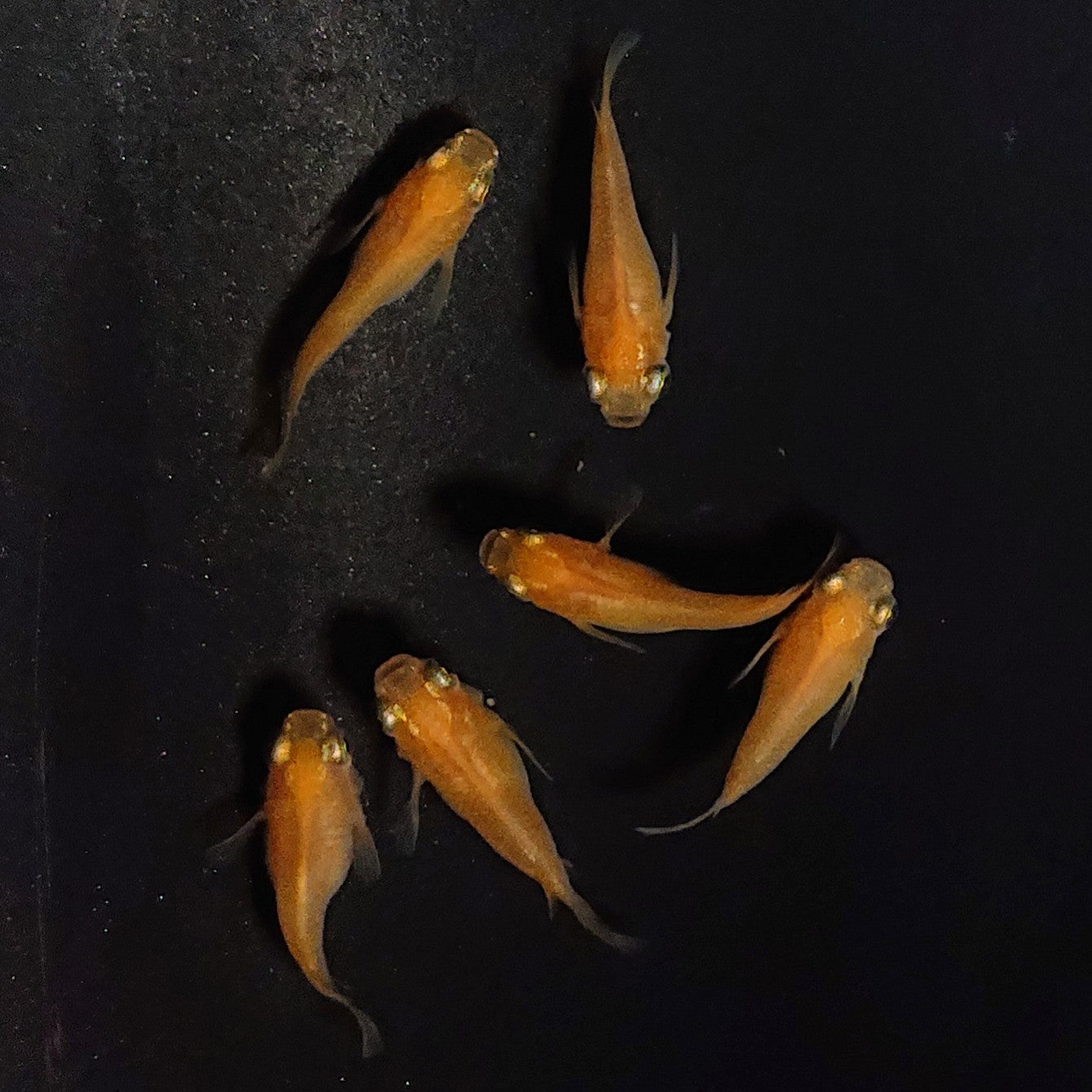 【現物】紅帝だるま 3ペア 3585