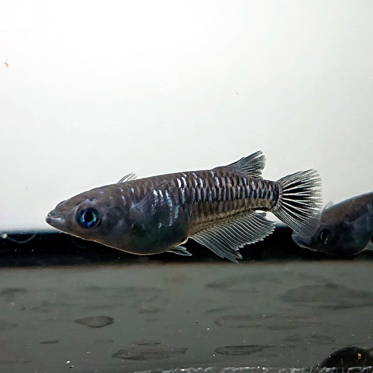【現物】【NEW】ウロボロス 3匹 オス1メス2 ミッドナイトフリル漆黒系カガミ鱗 3583