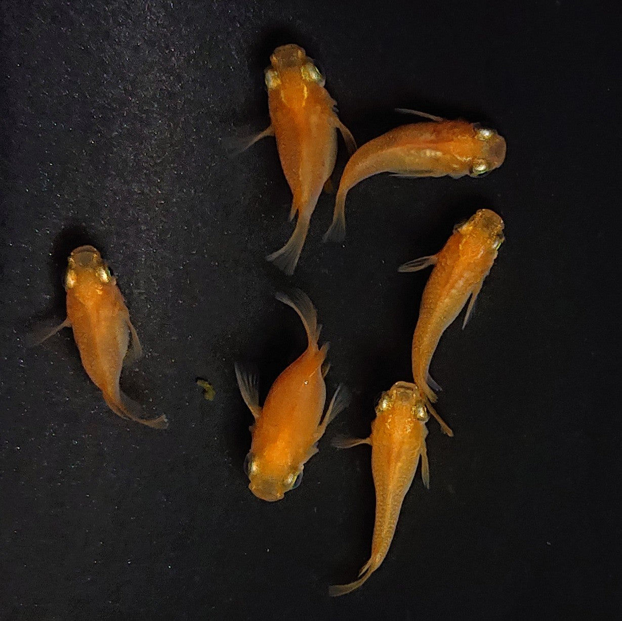 【現物】紅帝だるま 3ペア 3622
