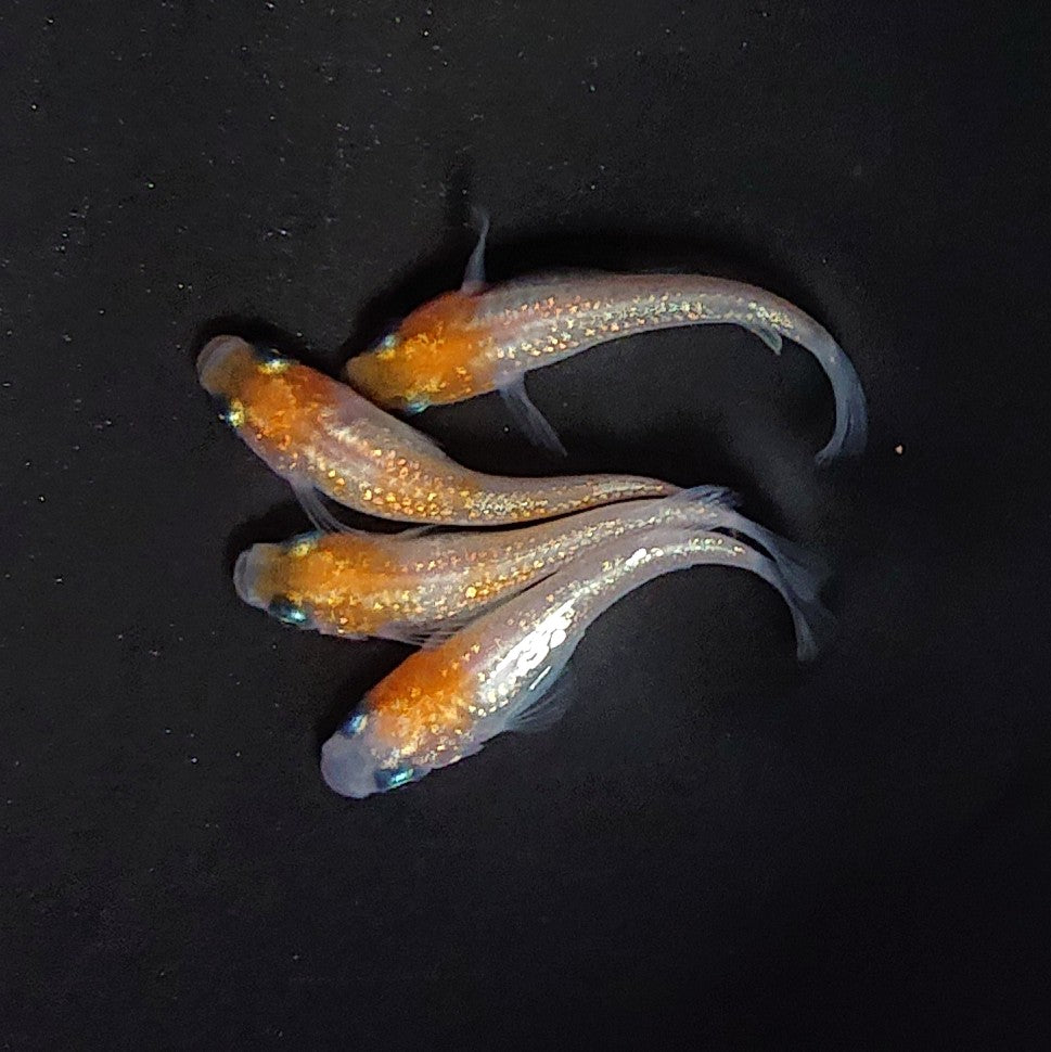 【現物】王華 丹頂 2ペア 3650