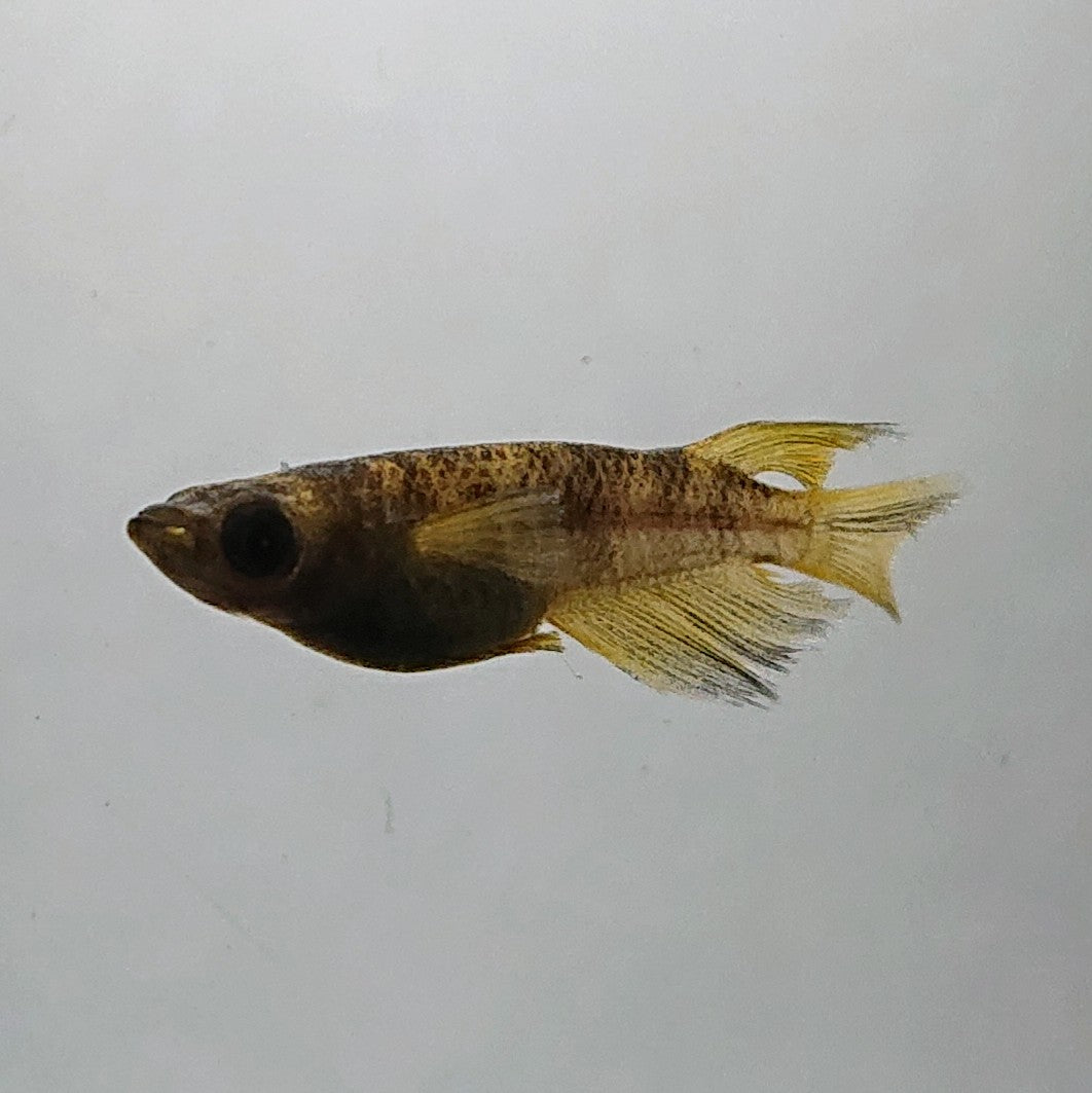【現物】和墨赤虎リアルロングフィン 5匹 オス3メス2 3659