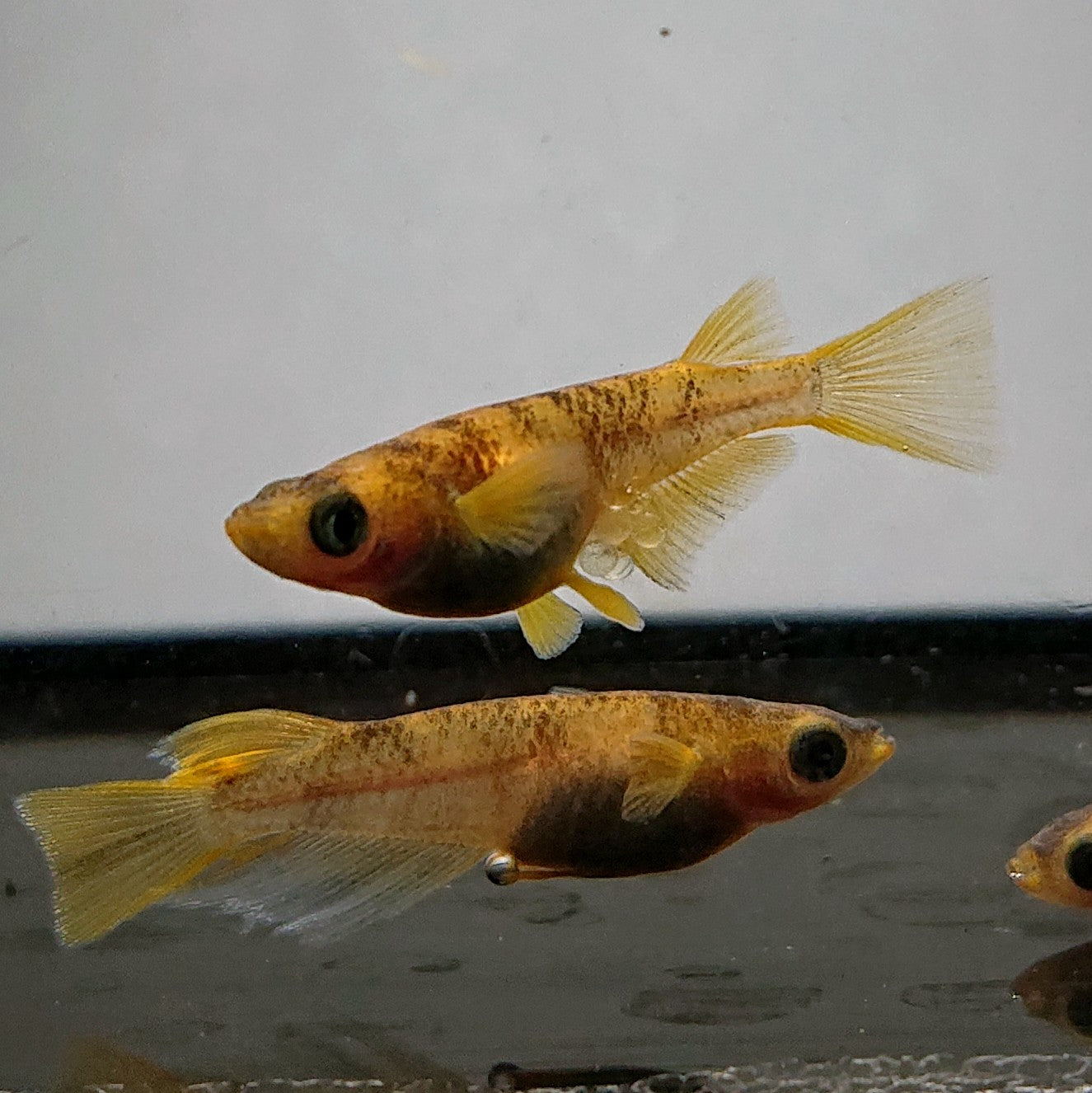 【現物】和墨赤虎リアルロングフィン 5匹 オス3メス2 3659