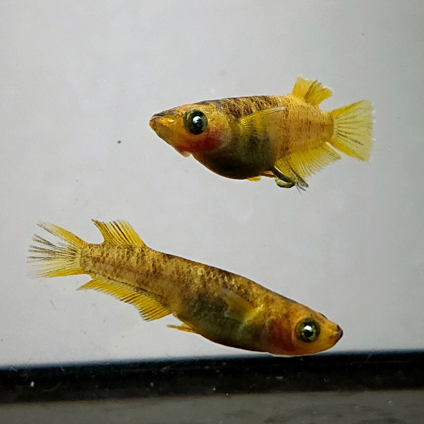 【現物】美虎北辻アースアイ 5匹 オス2メス3 3662