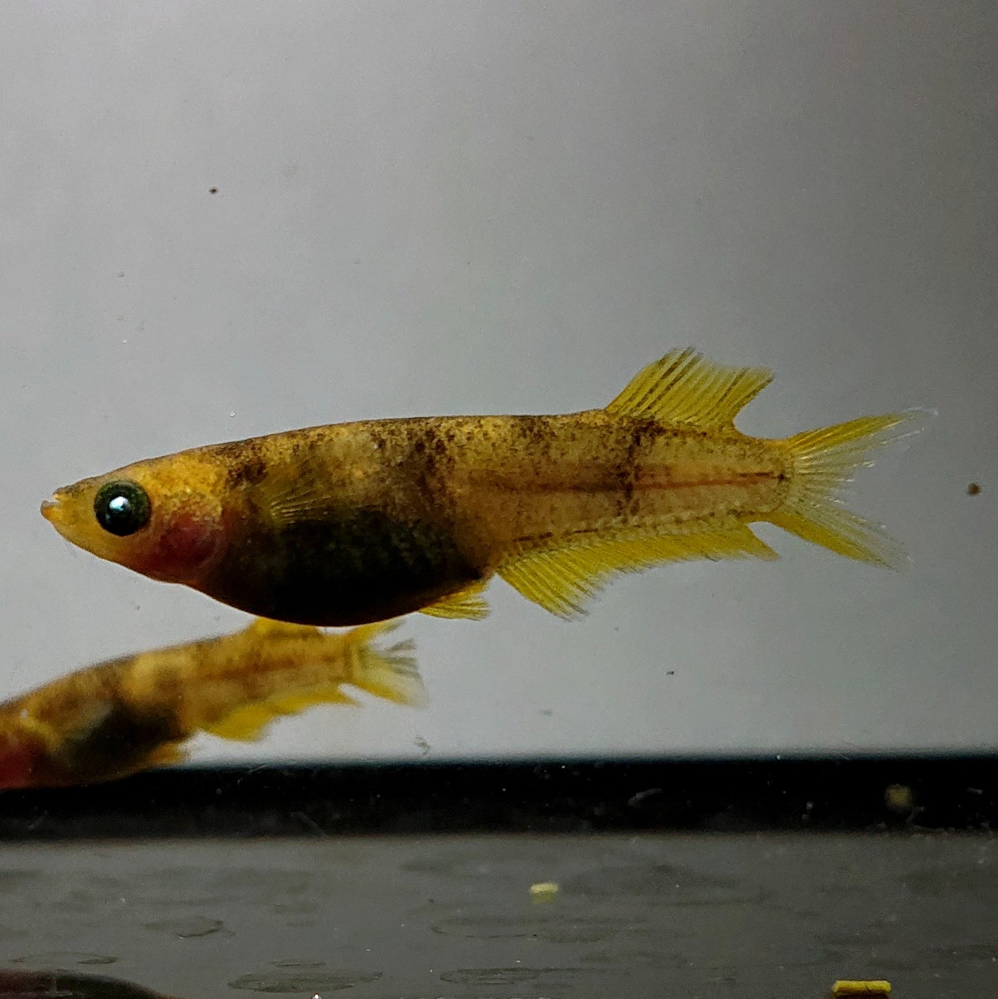 【現物】美虎北辻アースアイ 5匹 オス2メス3 3662
