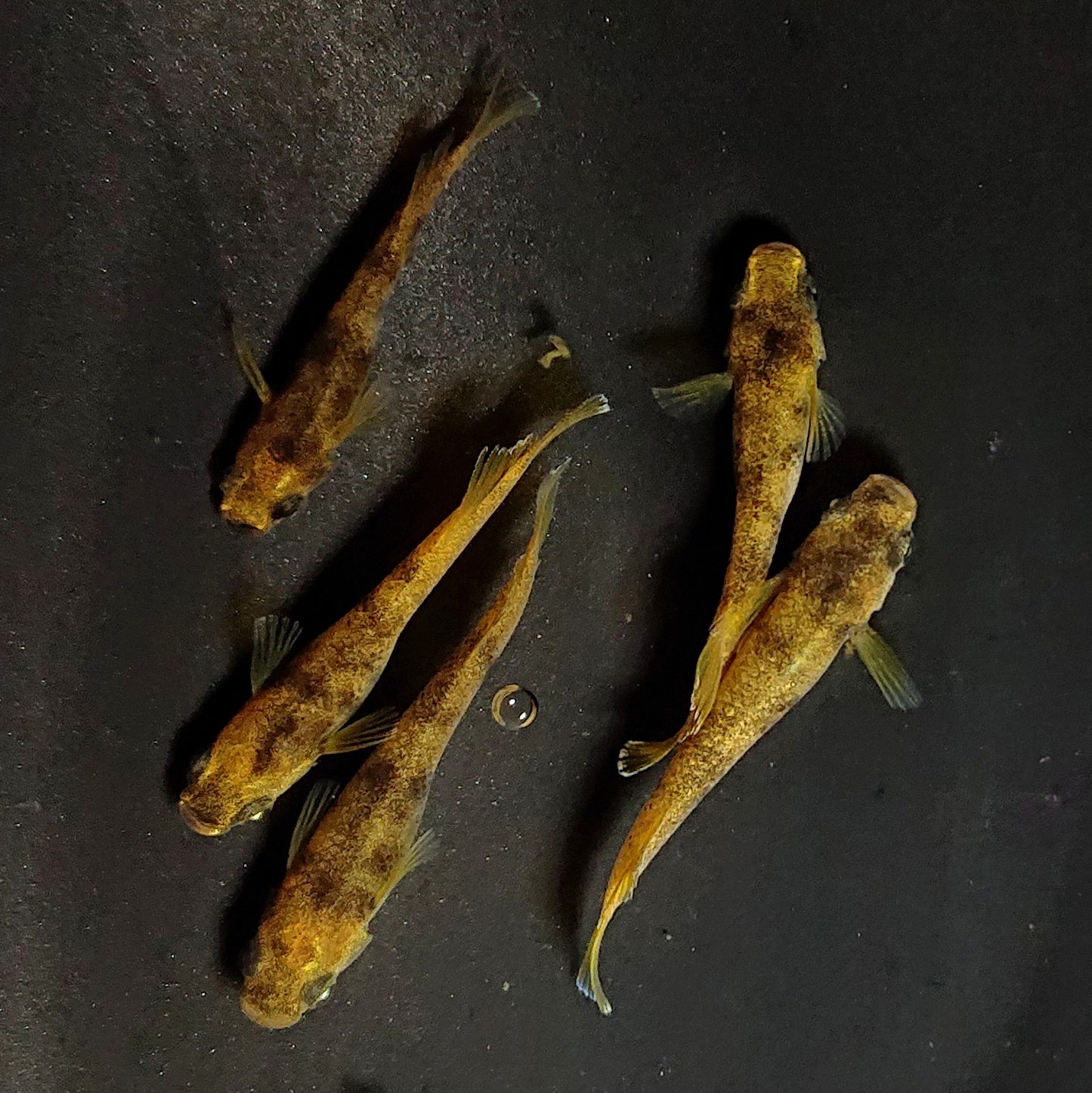 【現物】美虎北辻アースアイ 5匹 オス2メス3 3662