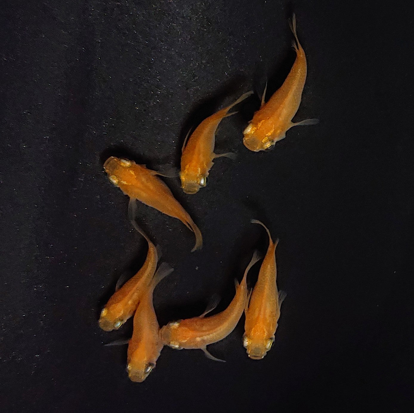 【現物】紅帝だるま 7匹 オス4メス3 3665
