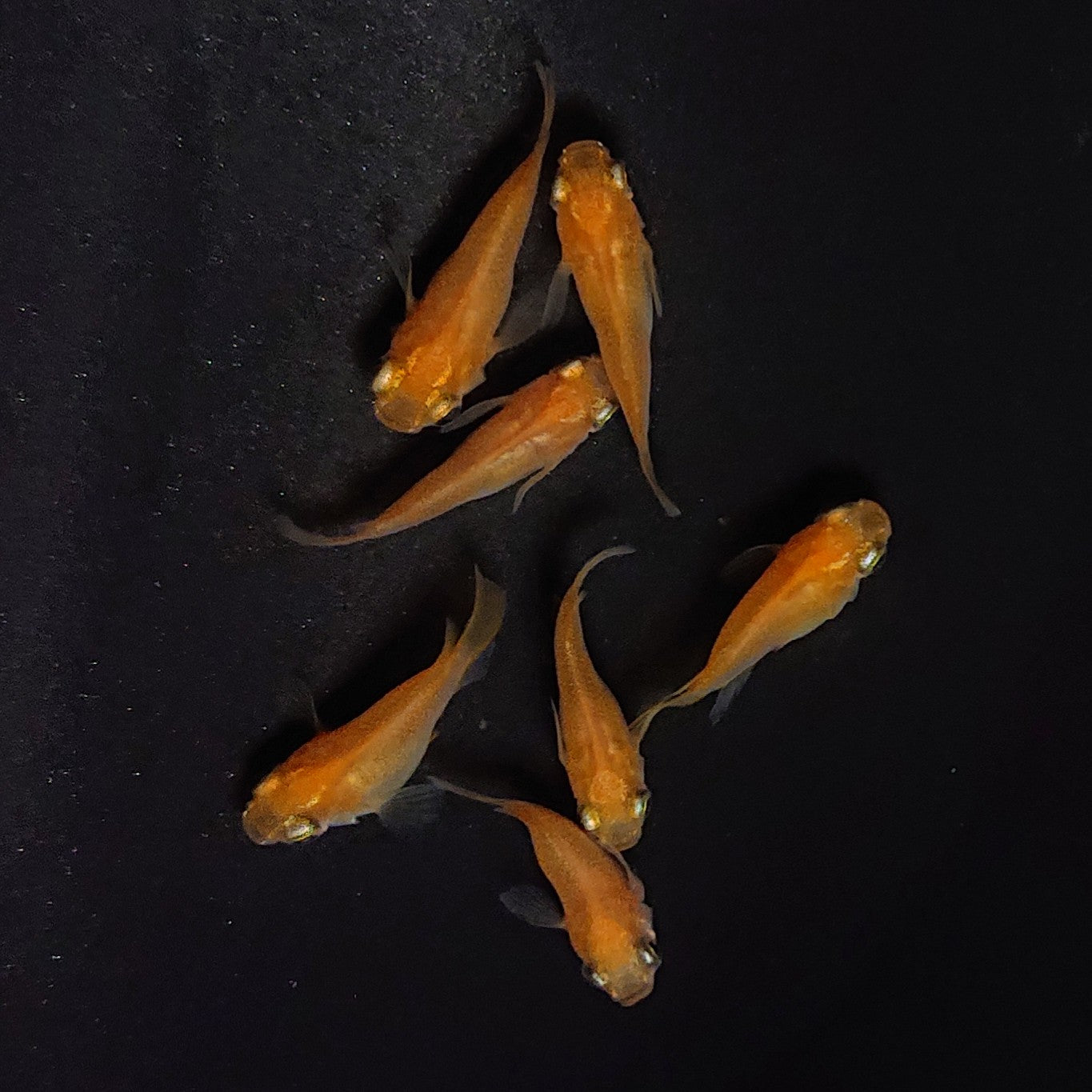【現物】紅帝だるま 7匹 オス4メス3 3665