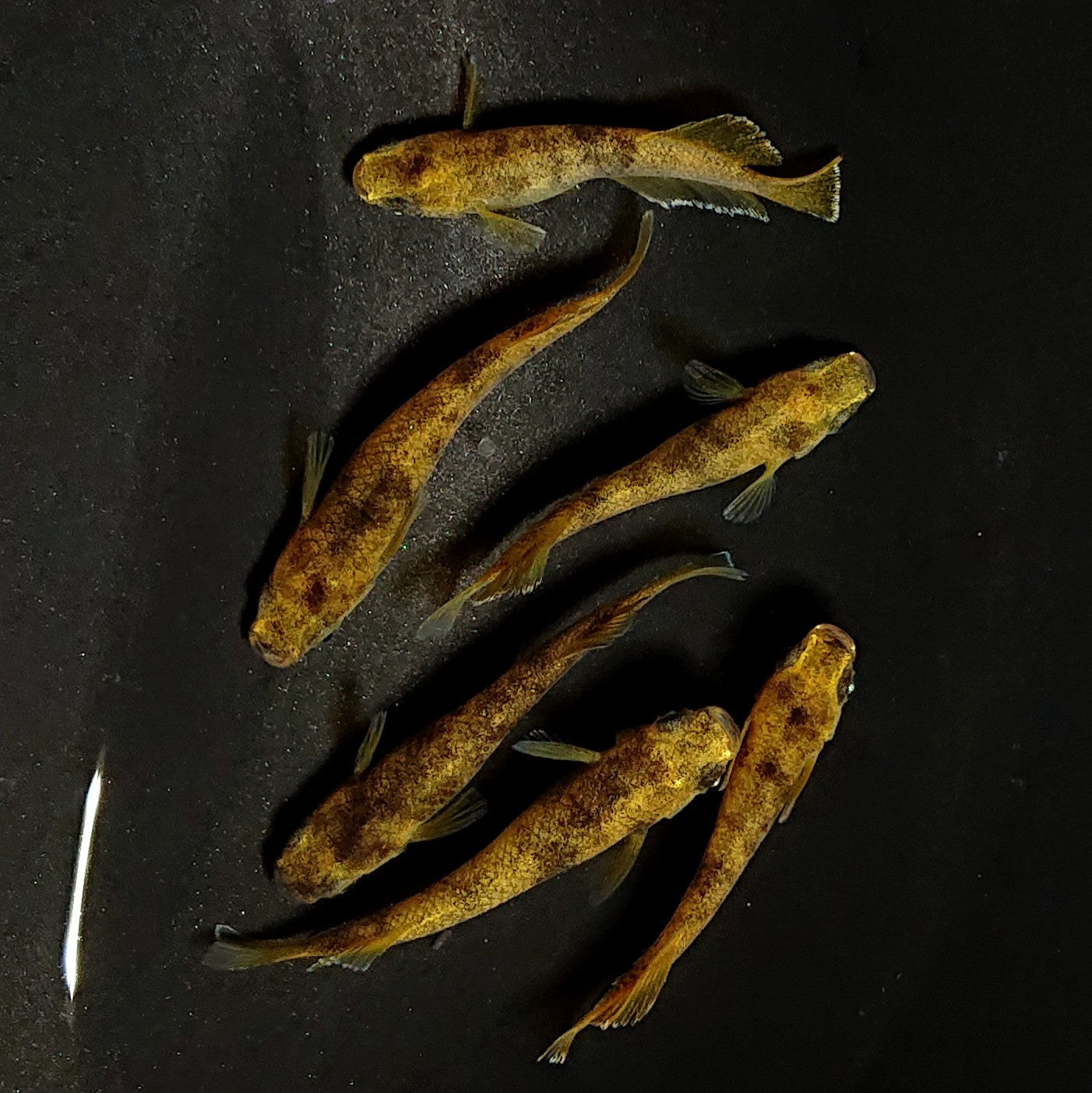 【現物】美虎北辻アースアイ 3ペア 3682