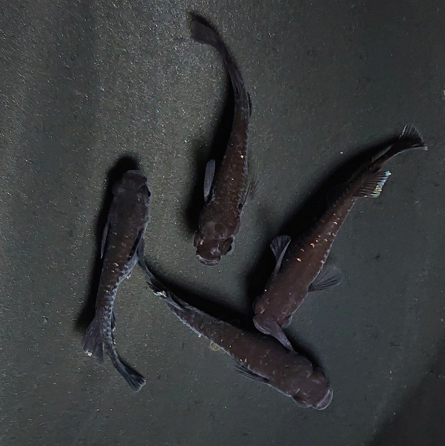 【現物】【上物】ウロボロス 漆黒type 2ペア 抱卵個体 3705