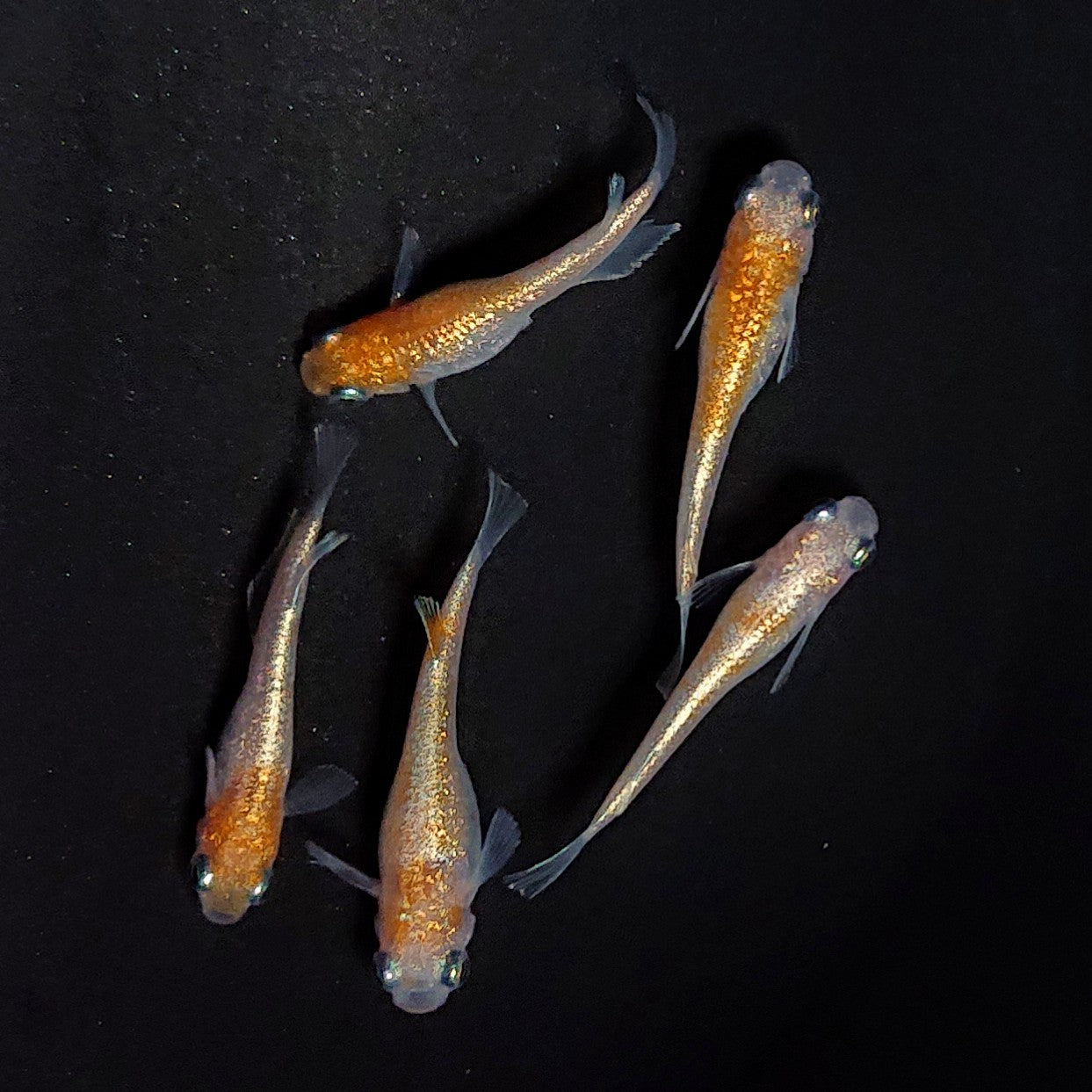 【現物】紅白ヒミツヘイキ 5匹 オス3メス2 3719