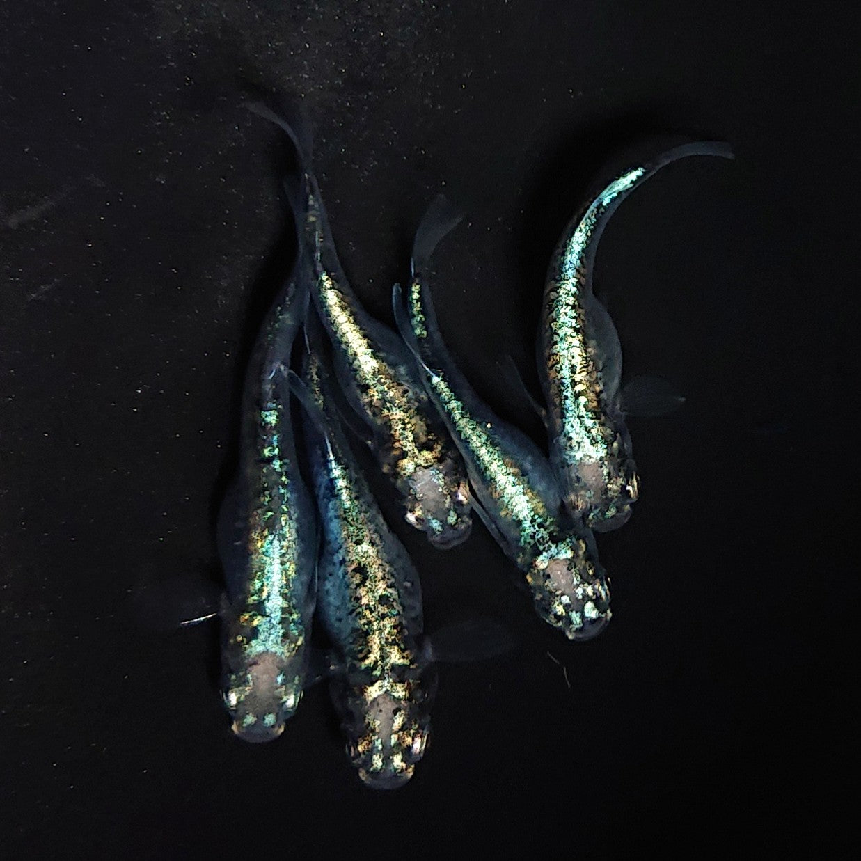 【いぶきの日】ゴジラ 5匹+保障1匹セット 3767