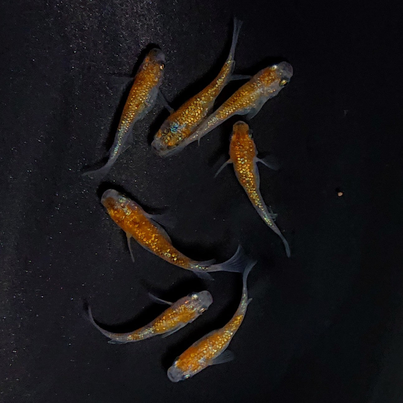 【現物】月華ブルー 7匹 オス3メス4 3739