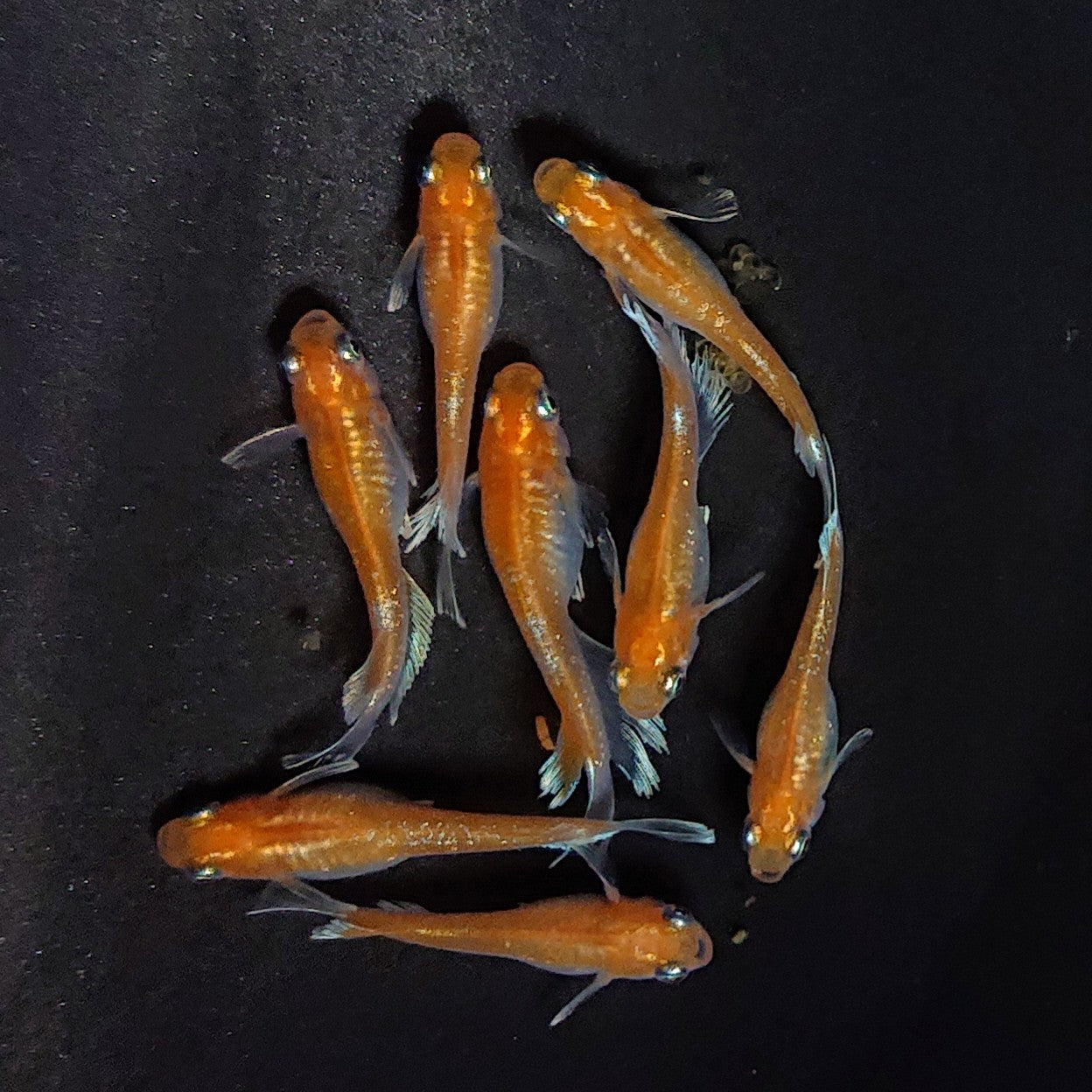 【現物】深紅のデーンモルフォキッシング 4ペア 3749