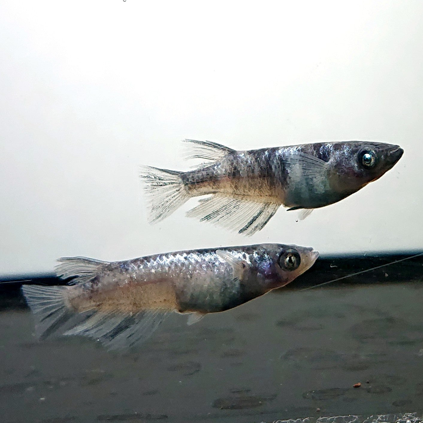 【いぶきの日】和墨白銀 5匹+1匹セット 3905