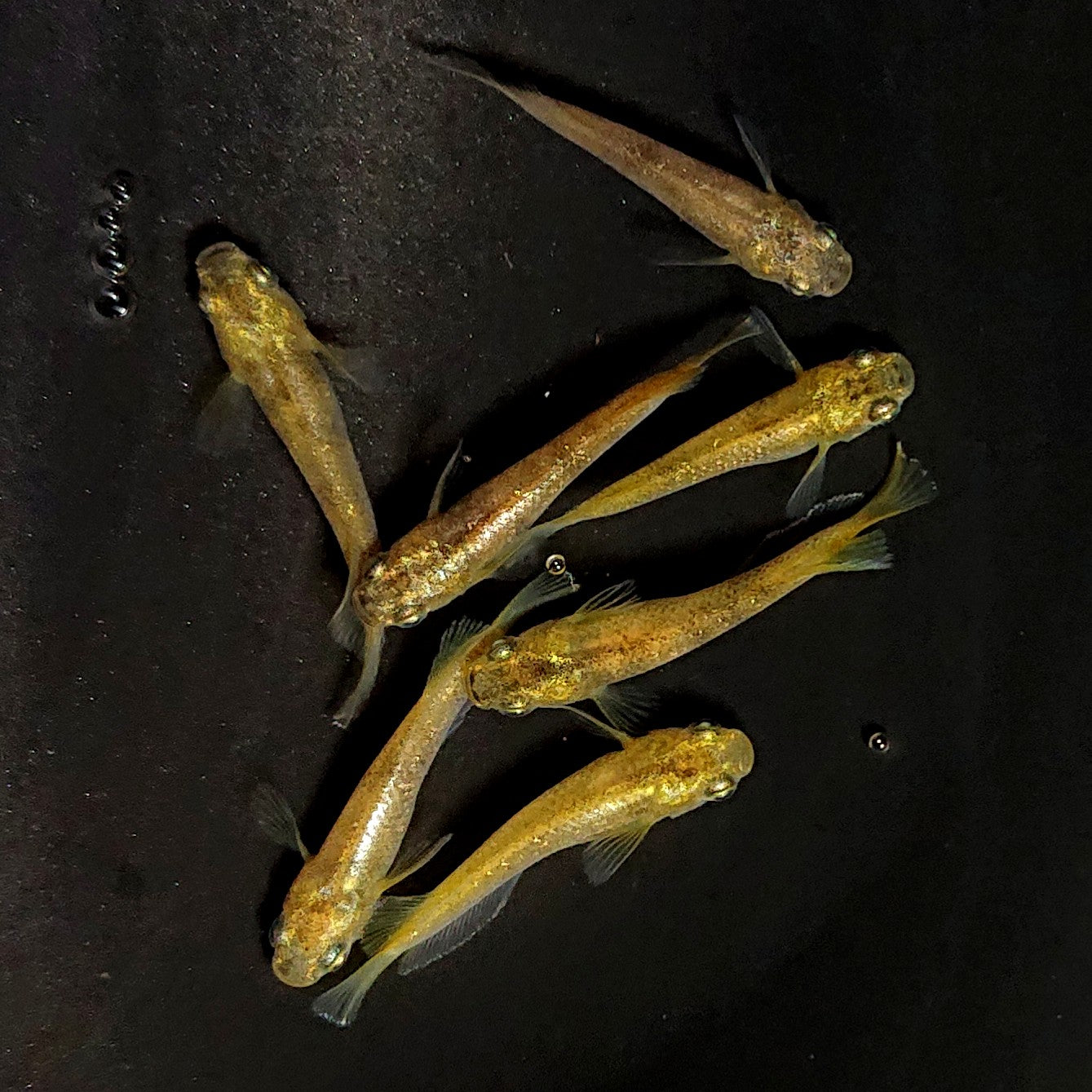 【現物】スパークルサン 両眼アースアイ 7匹 オス4メス3 3829